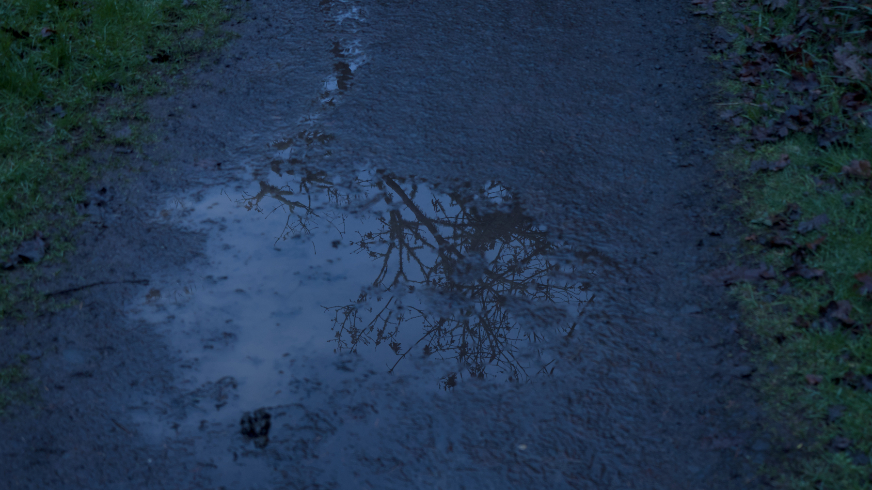 almost leafless tree reflected in a puddy