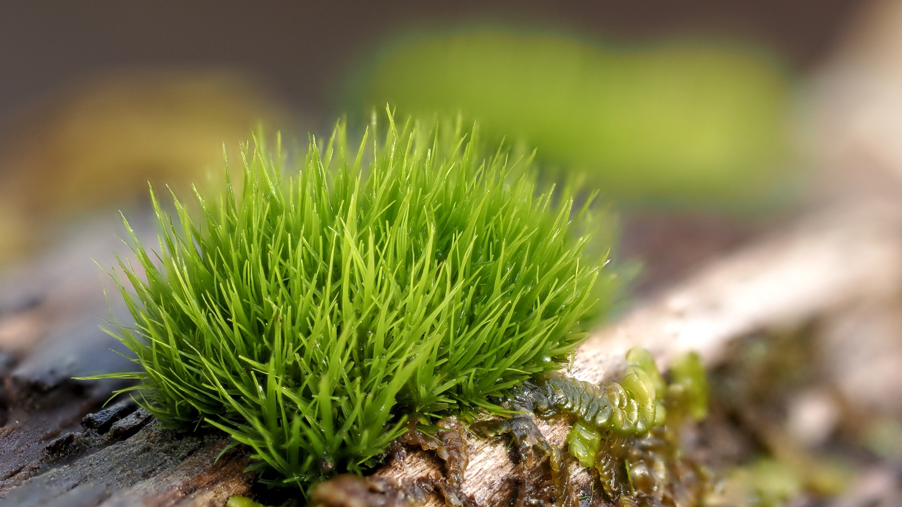 A tiny clump of moss