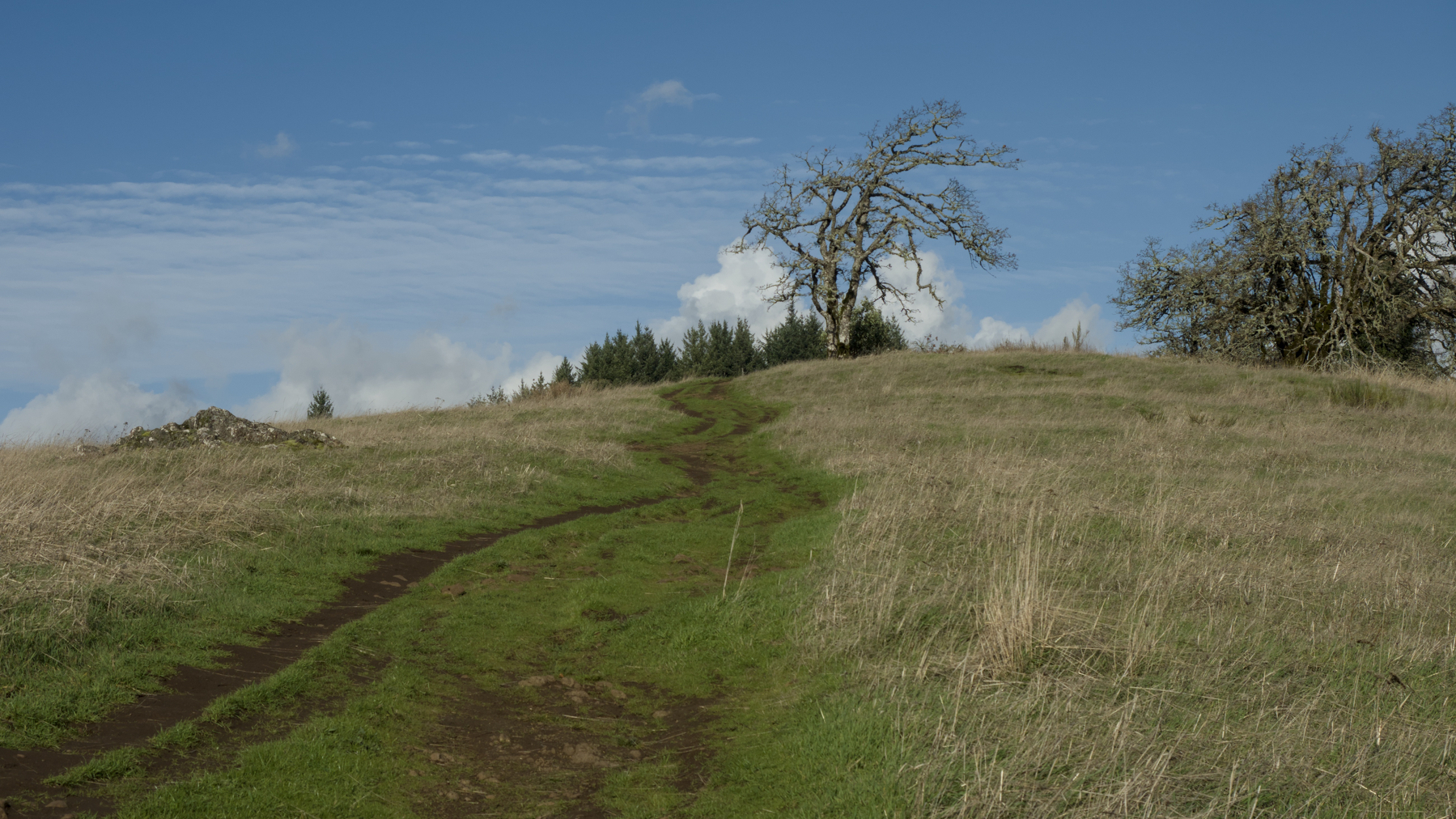 trail up a grassy hill with trees and clouds