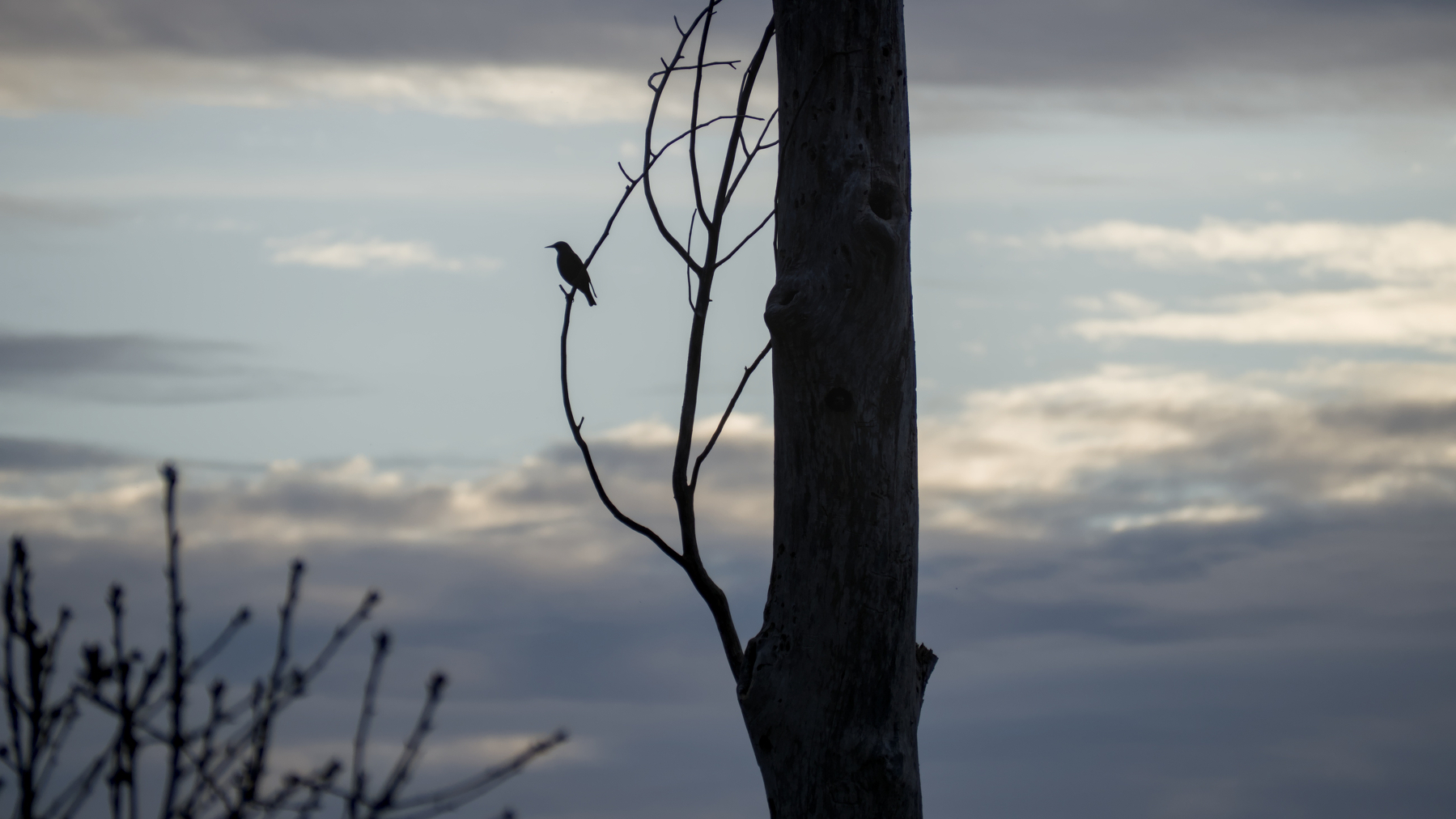 silhouetted bird in a tree