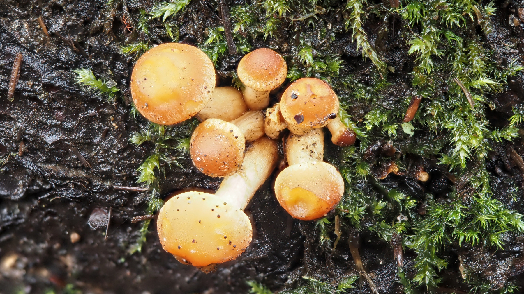 clump of mushrooms