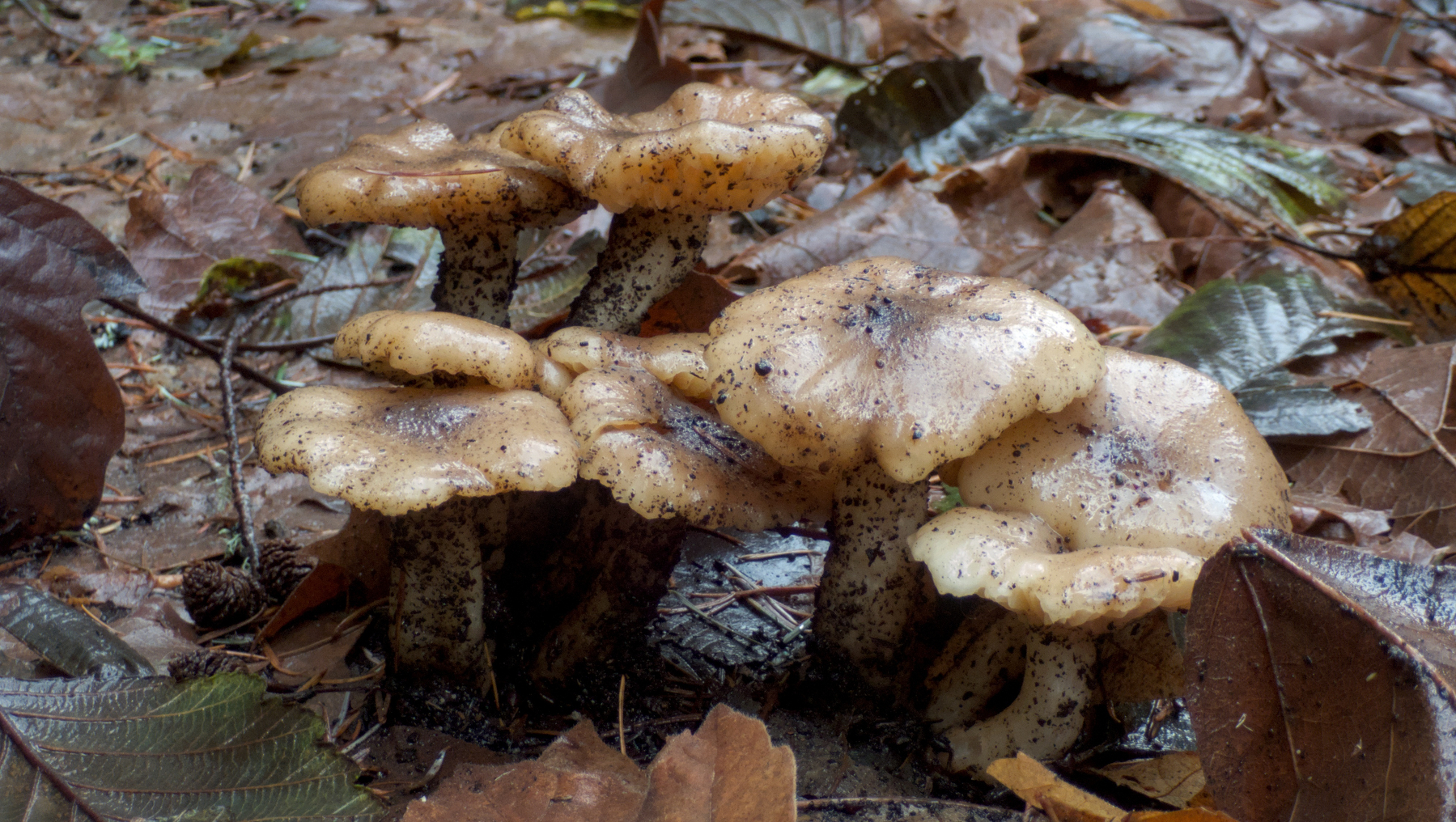 a clump of wet mushrooms&10;
