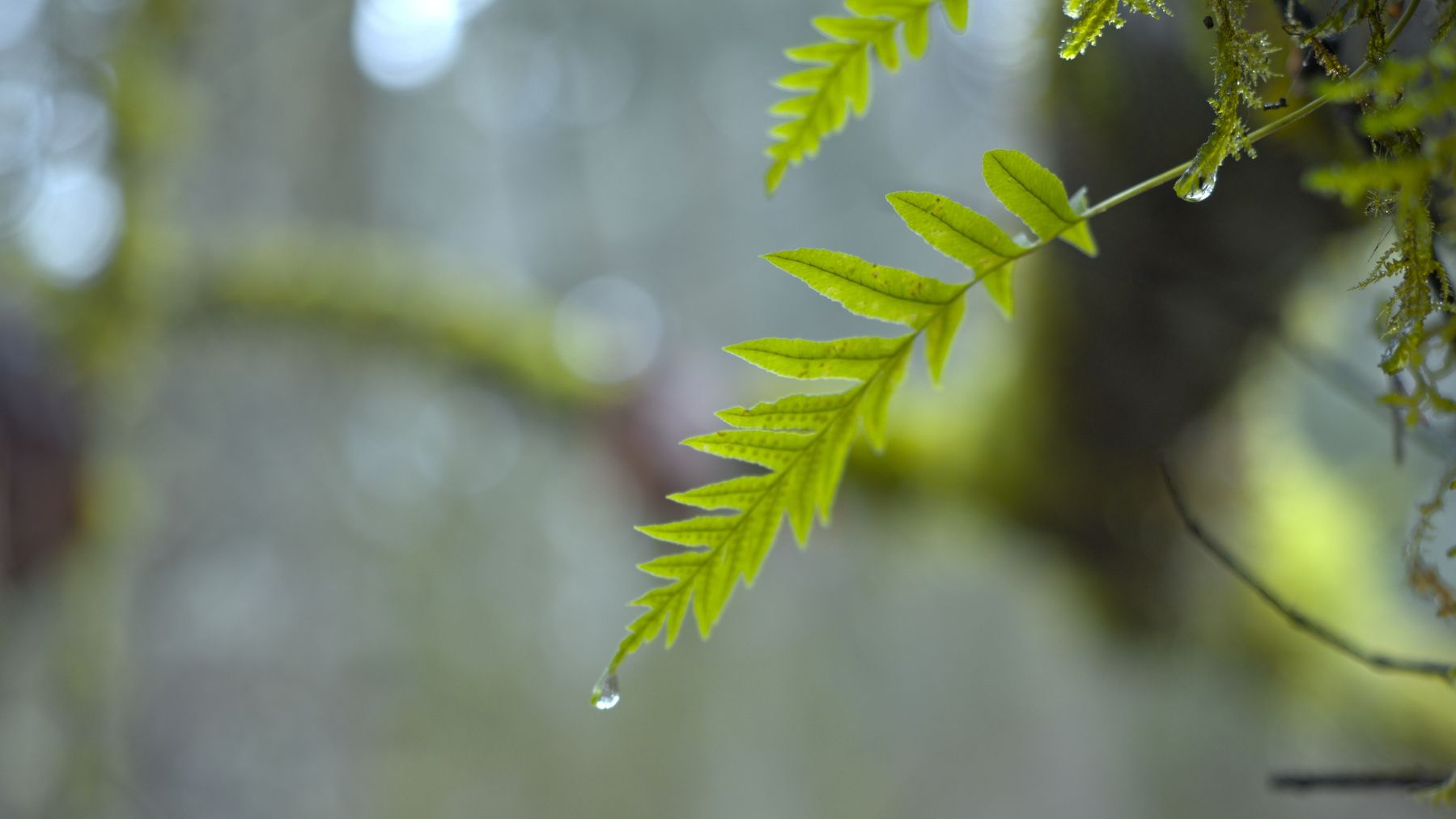 fern with a drop of water