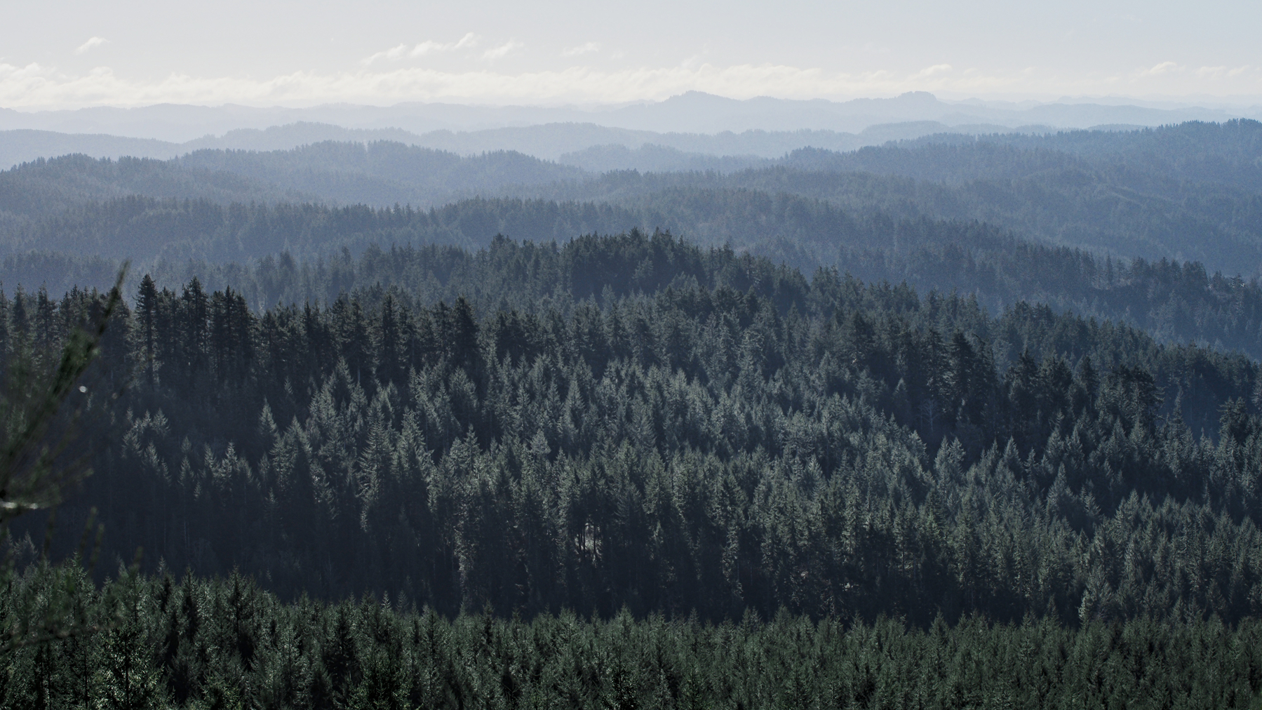 multiple mountains covered with trees