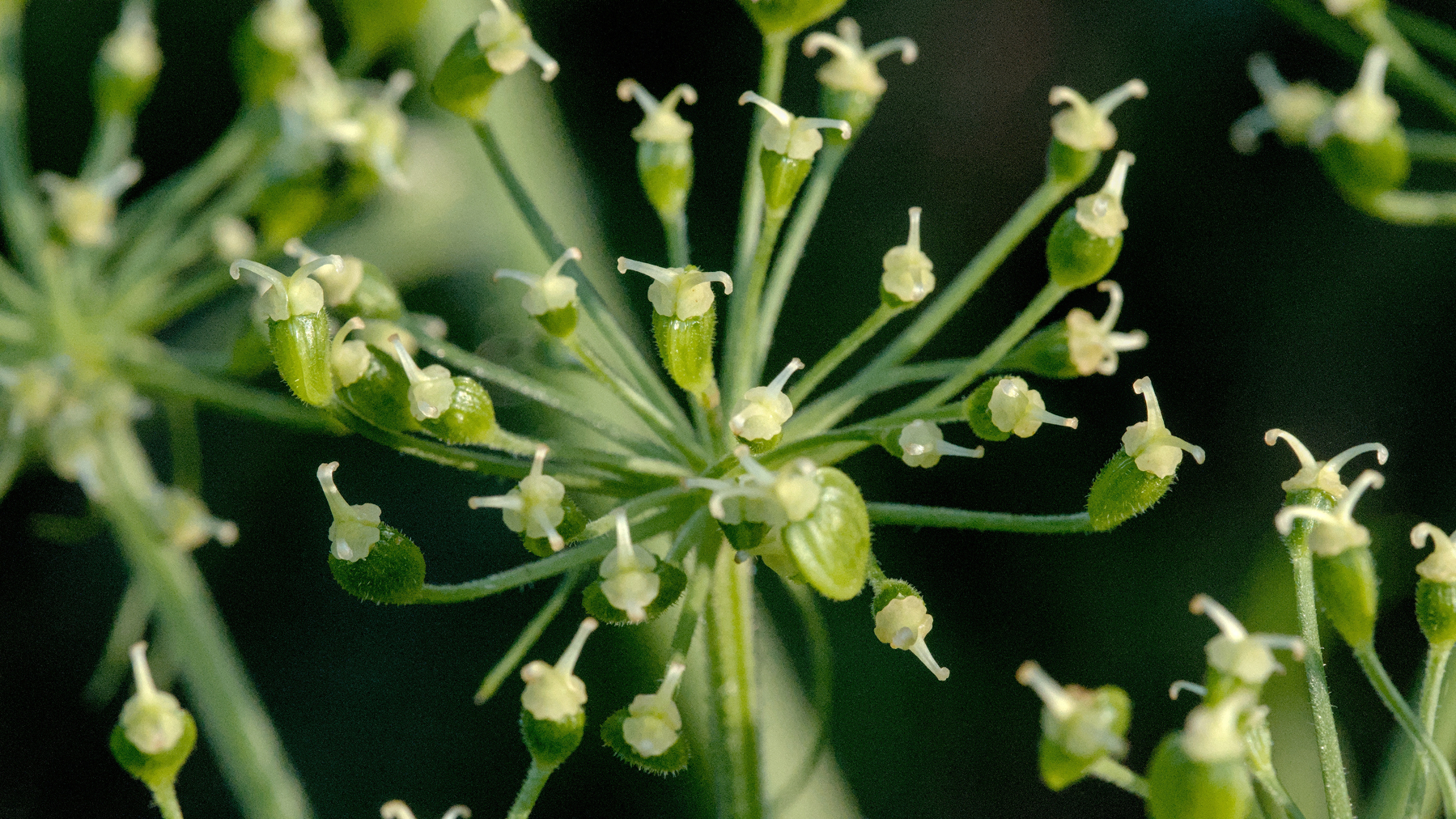 flowers without petals