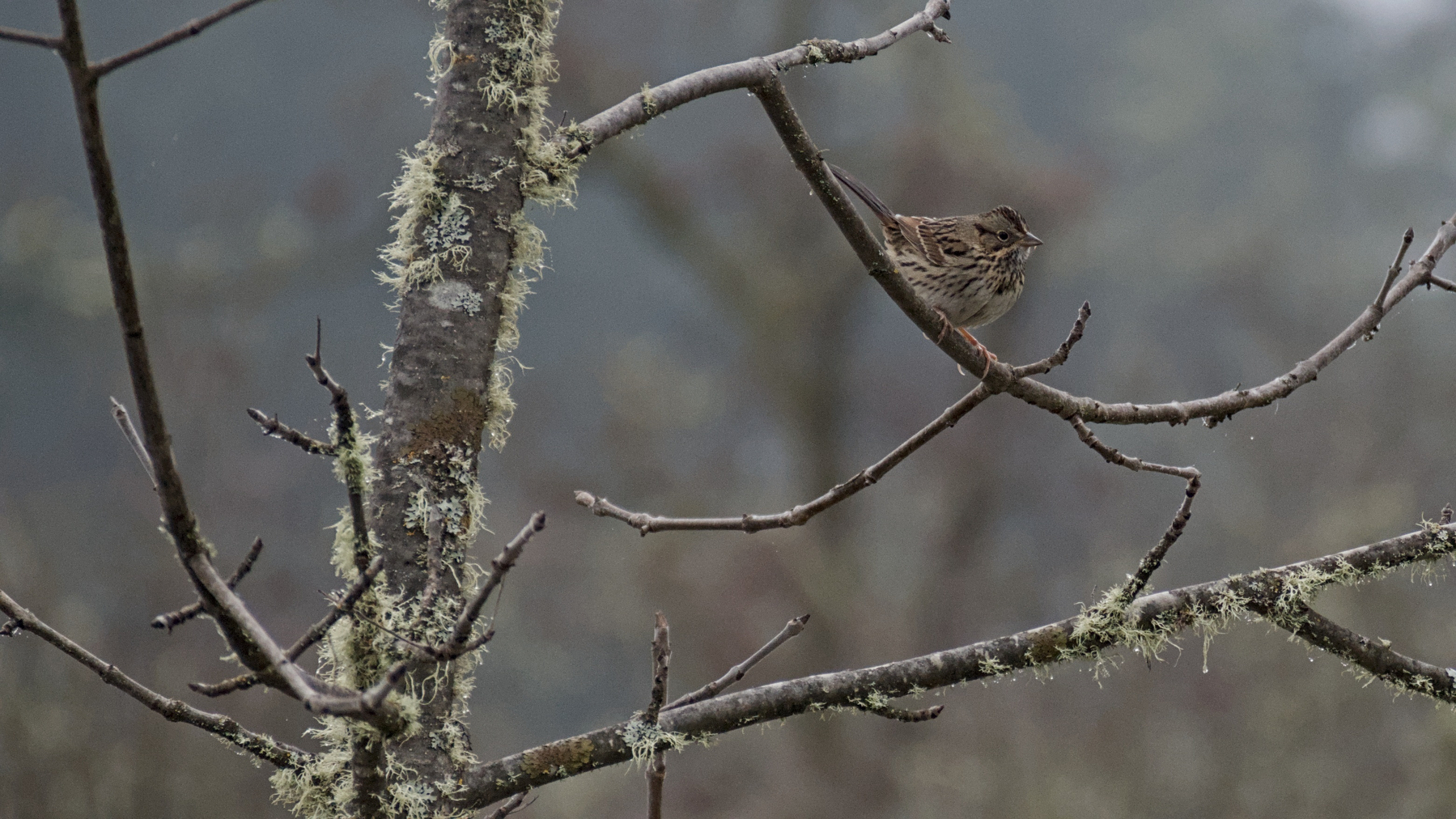 sparrow perched on a limb