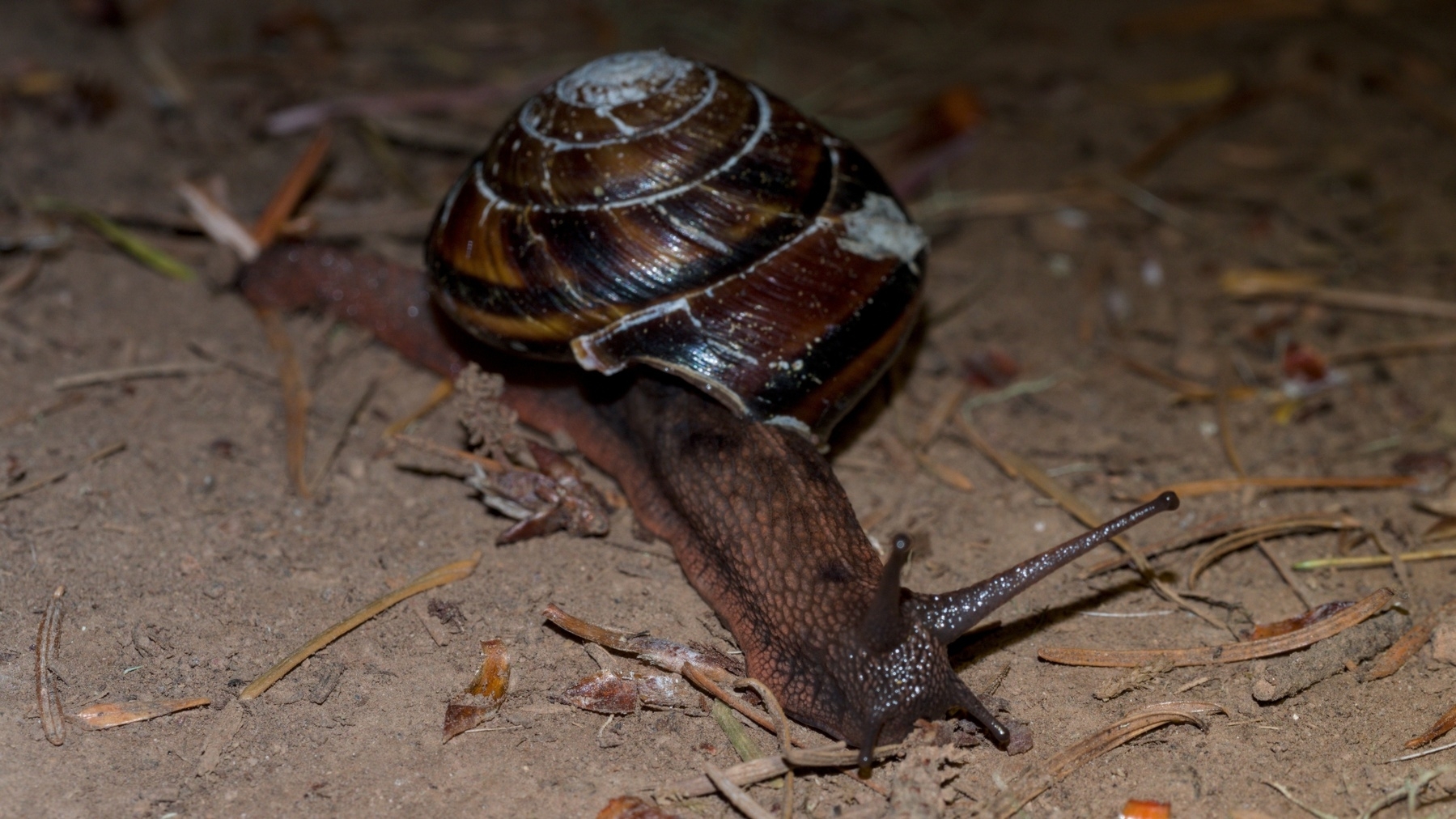 a snail trucking along
