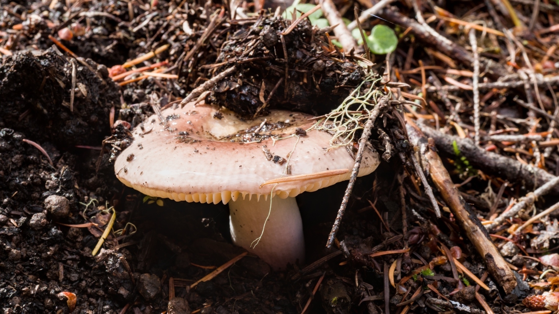 large mushroom pushing up the dirt