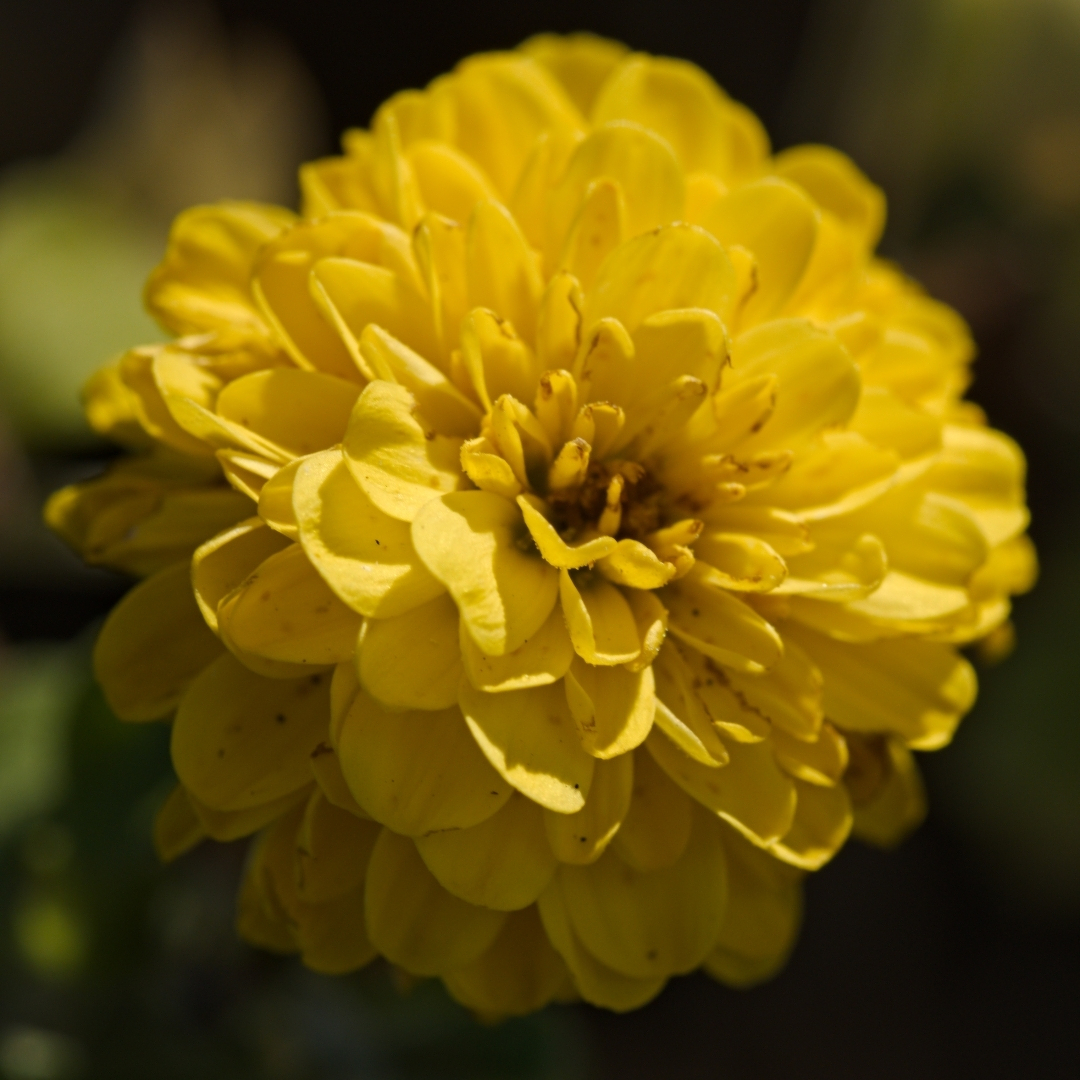 a single yellow mumm