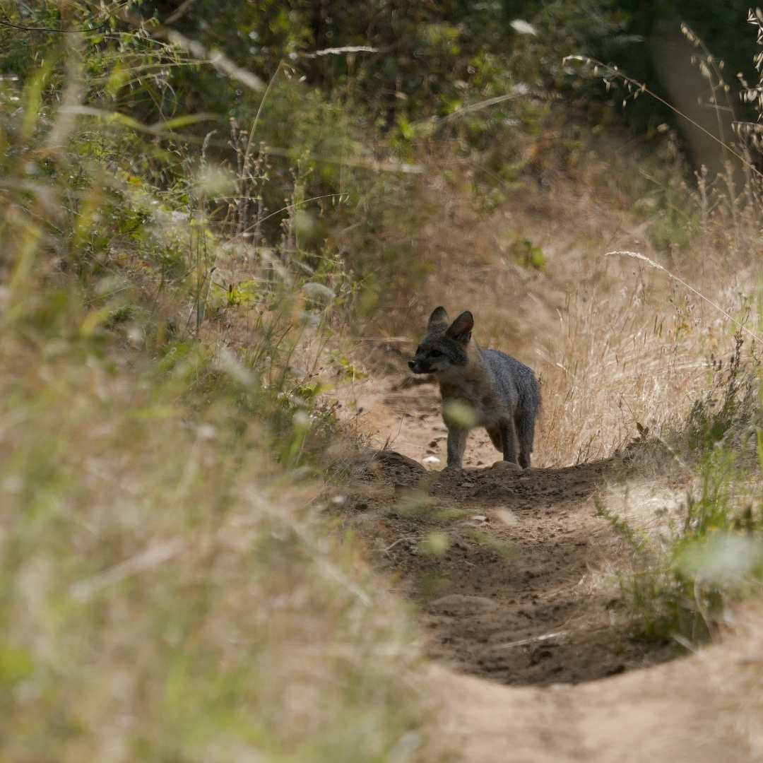 gray fox in the middle of the trail