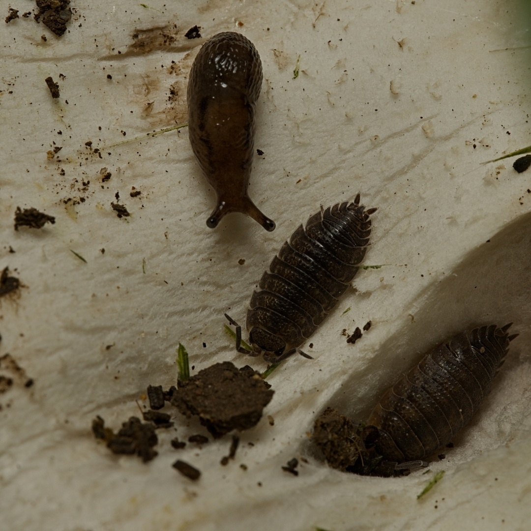 One slug and two woodlice