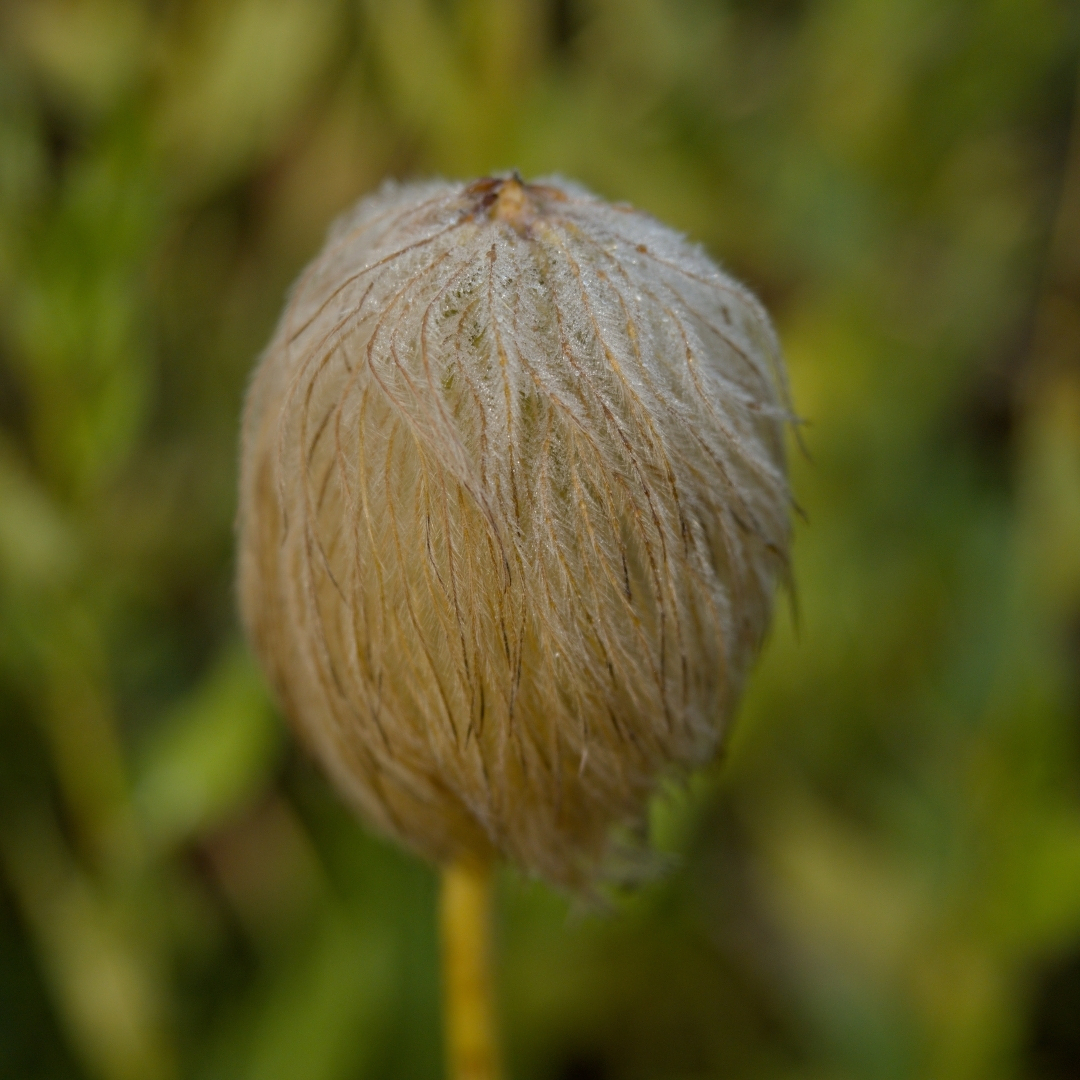 a very odd looking flower