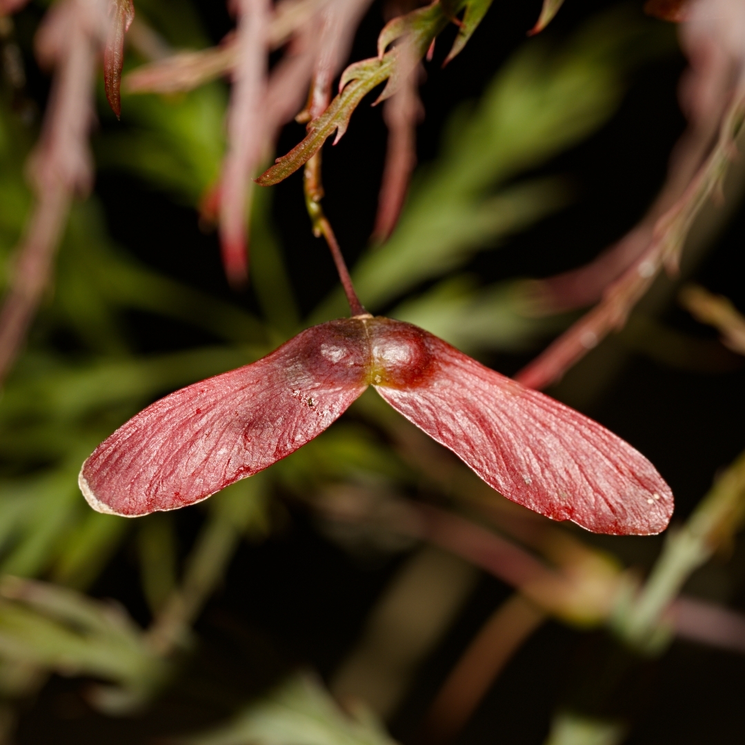 reddish 