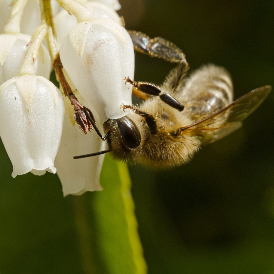 bee on a flower