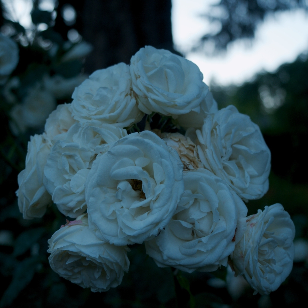 a cluster of white roses