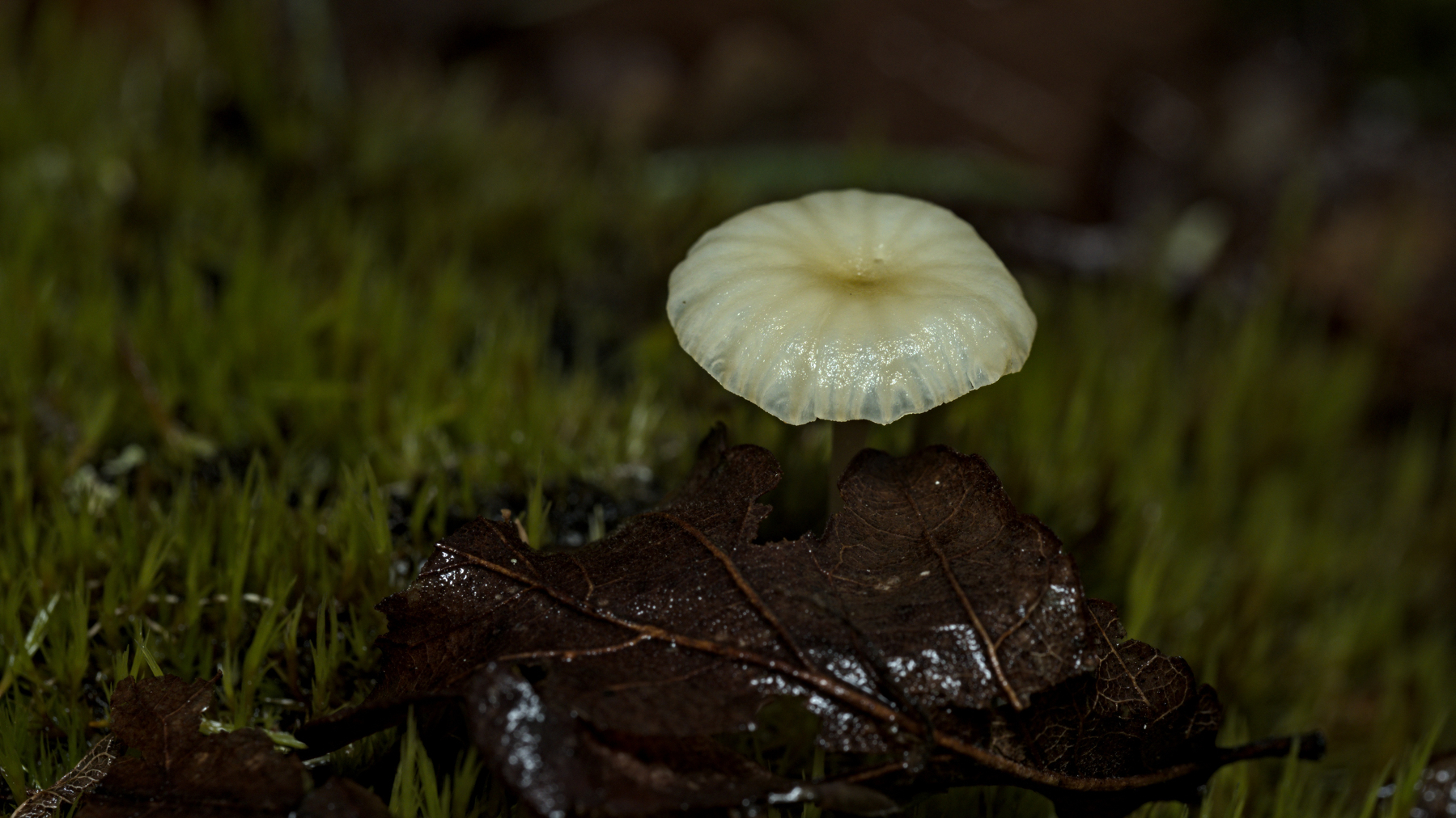 small mushroom, moss, oak leaf