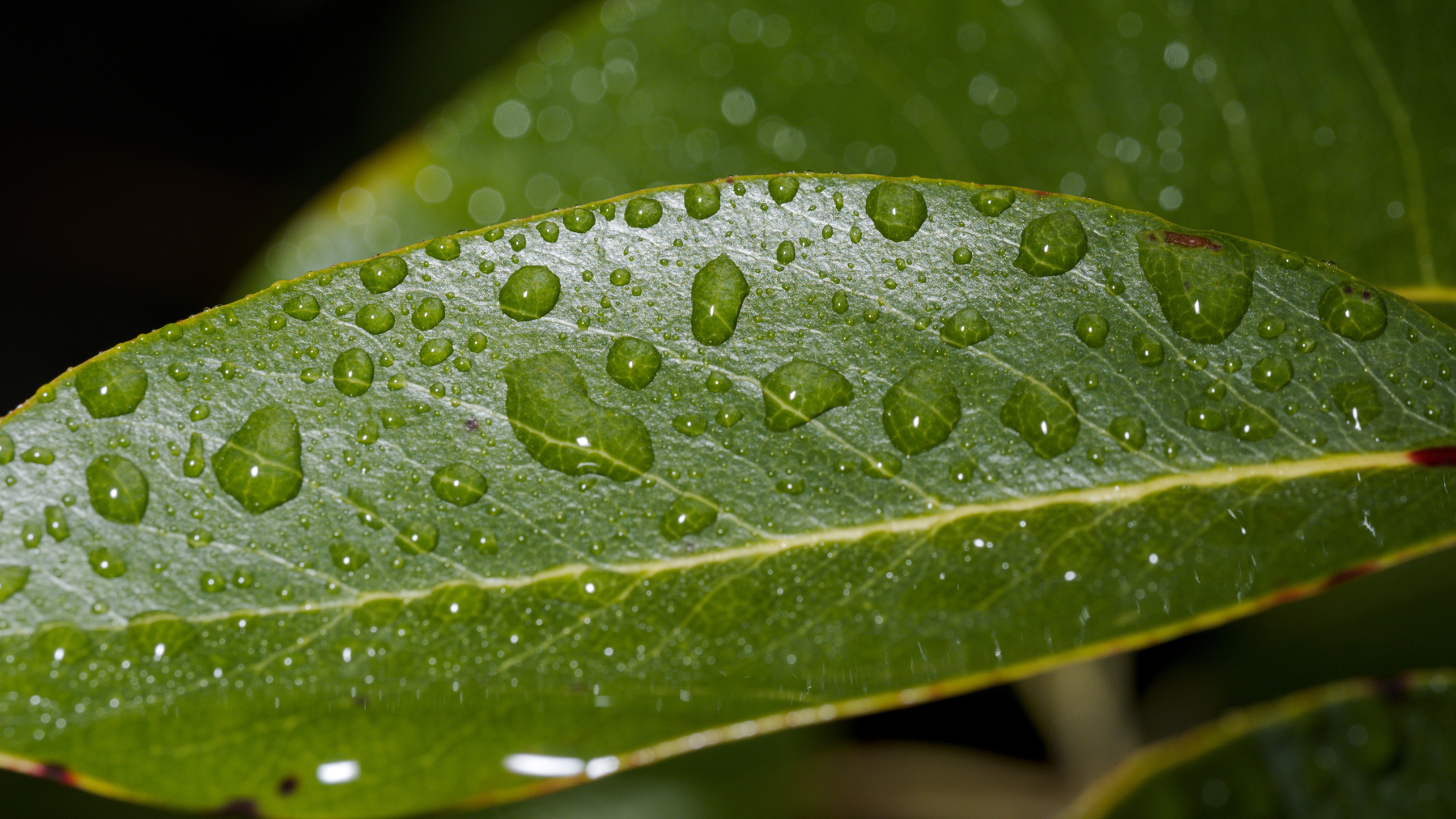 rhododendron leaf with water droplets