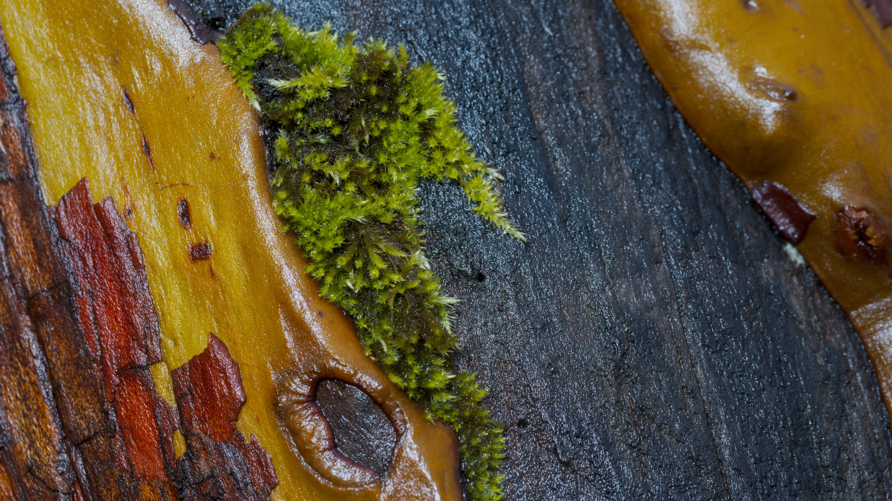 A little bit of moss on a tree trunk