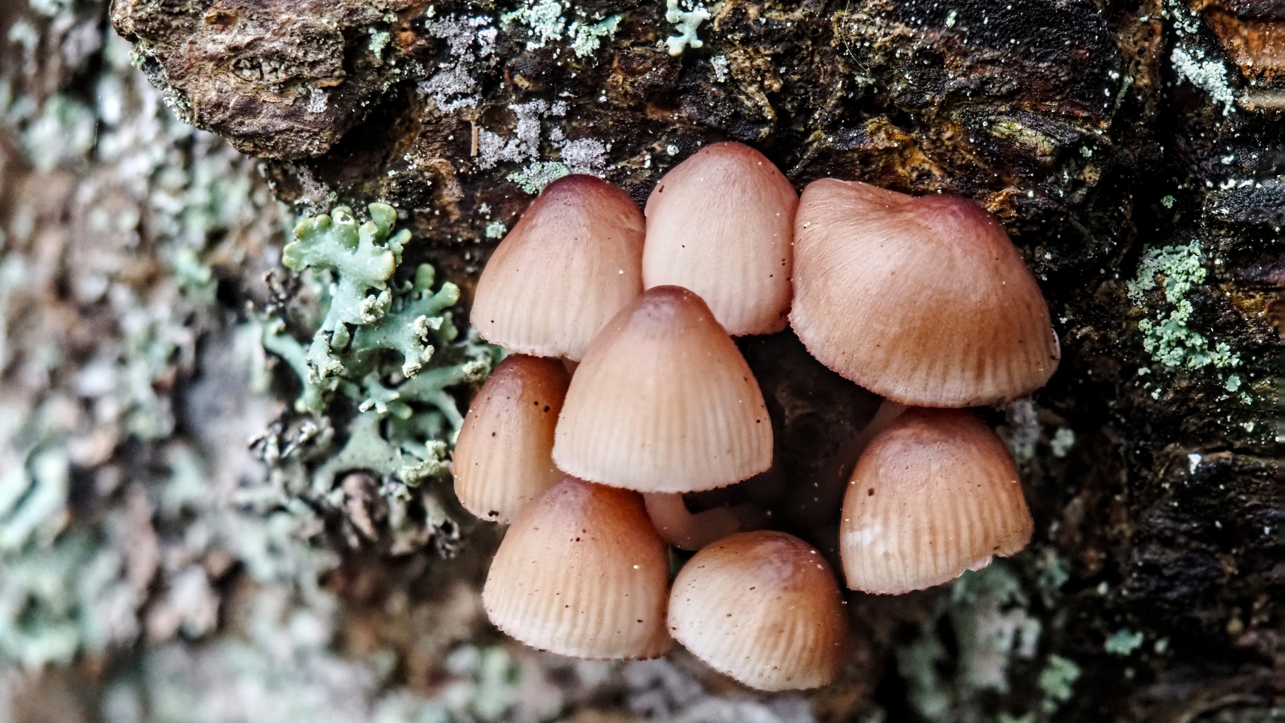 8 tiny mushrooms on a tree trunk