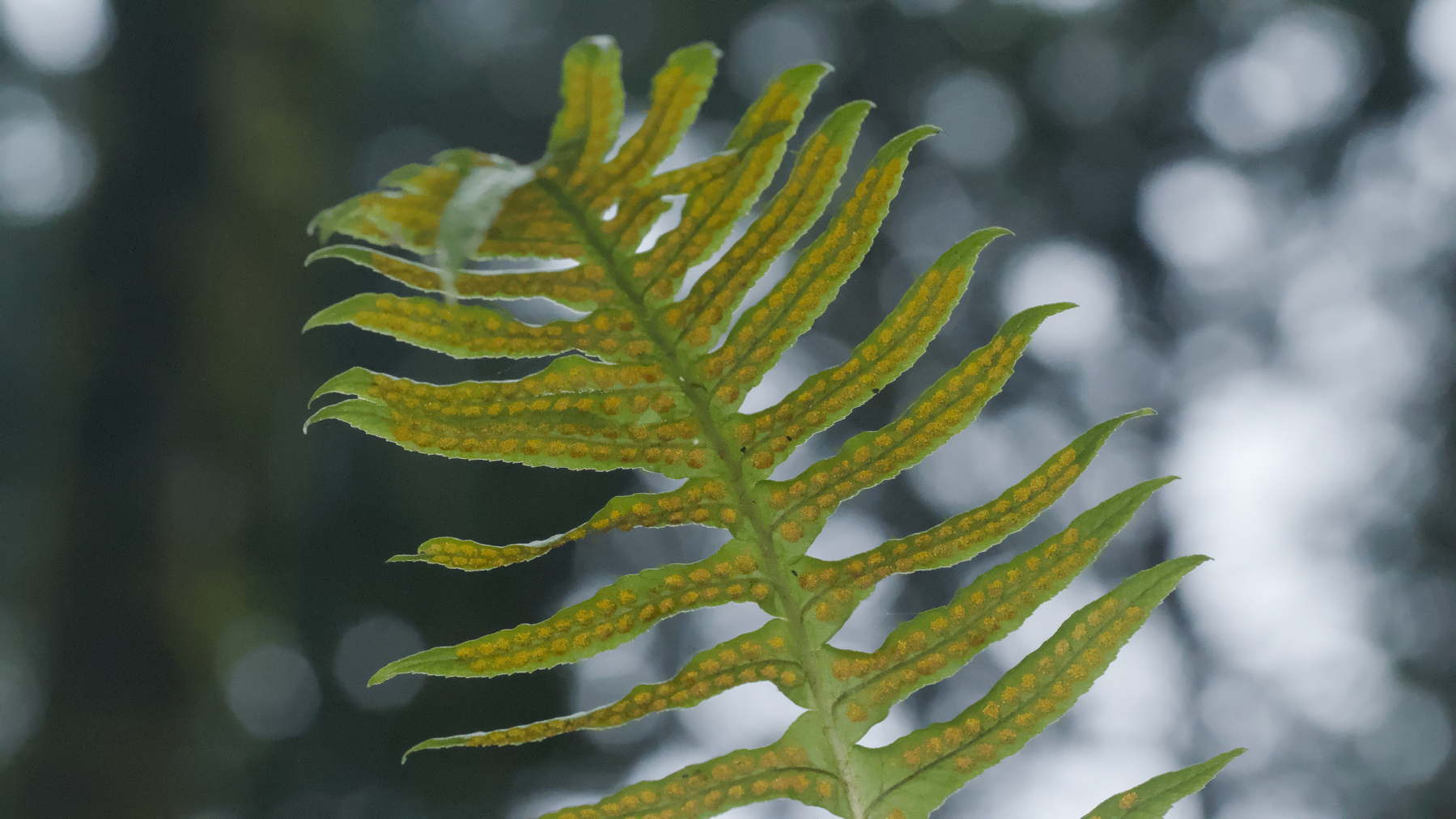 bottom of a fern leaf