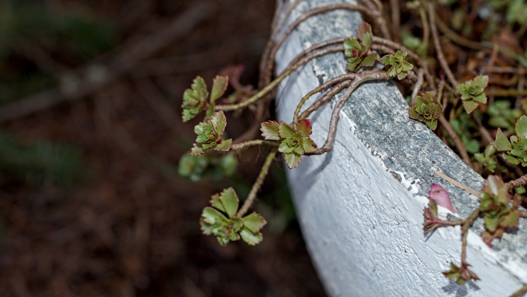 succulents growing over the edge of a planter