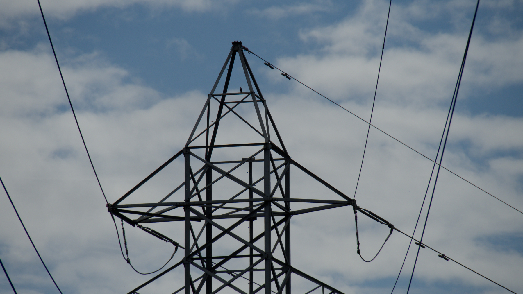 Bird sitting inside an electricity pylon