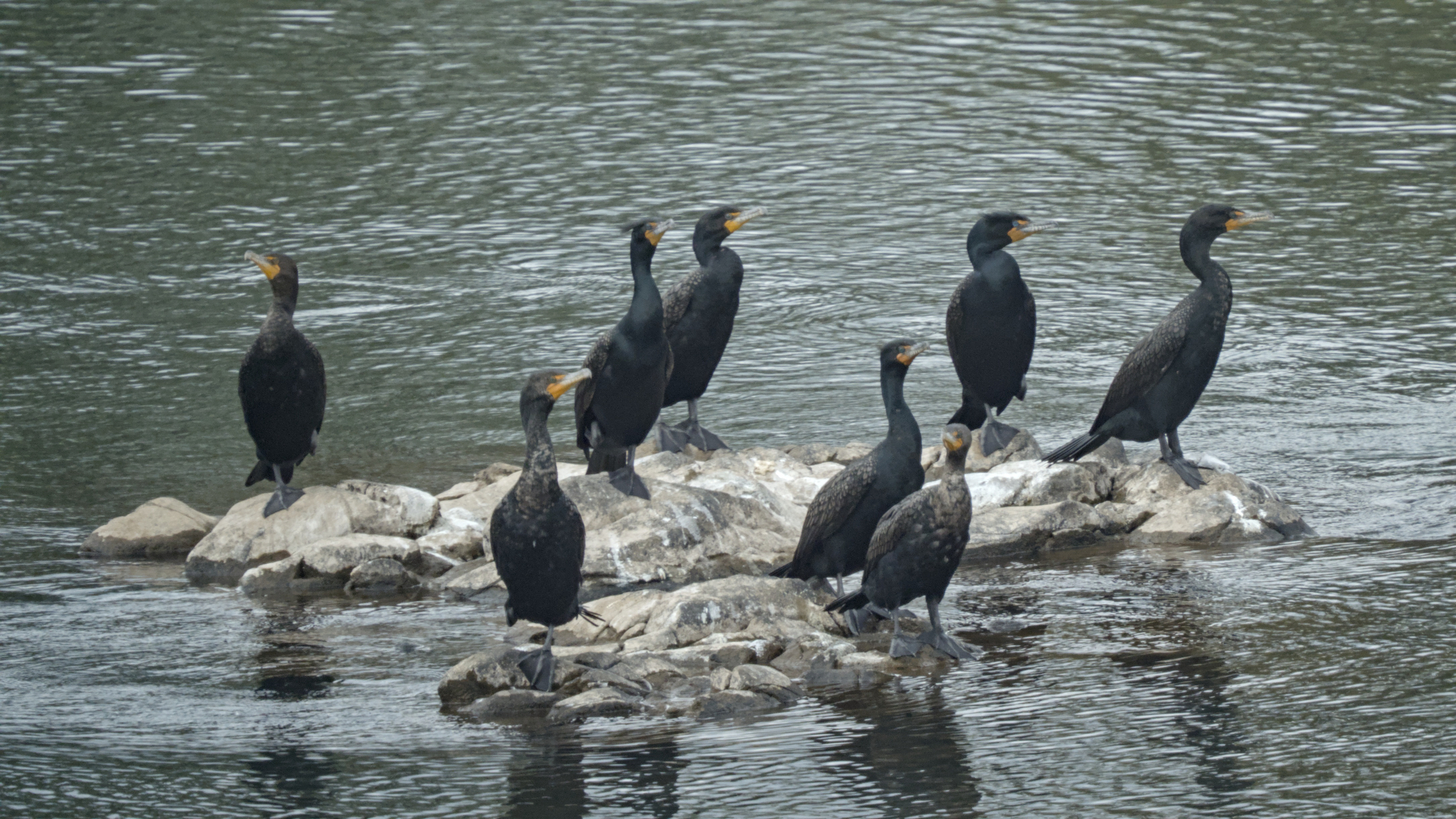 Cormorants on a rock