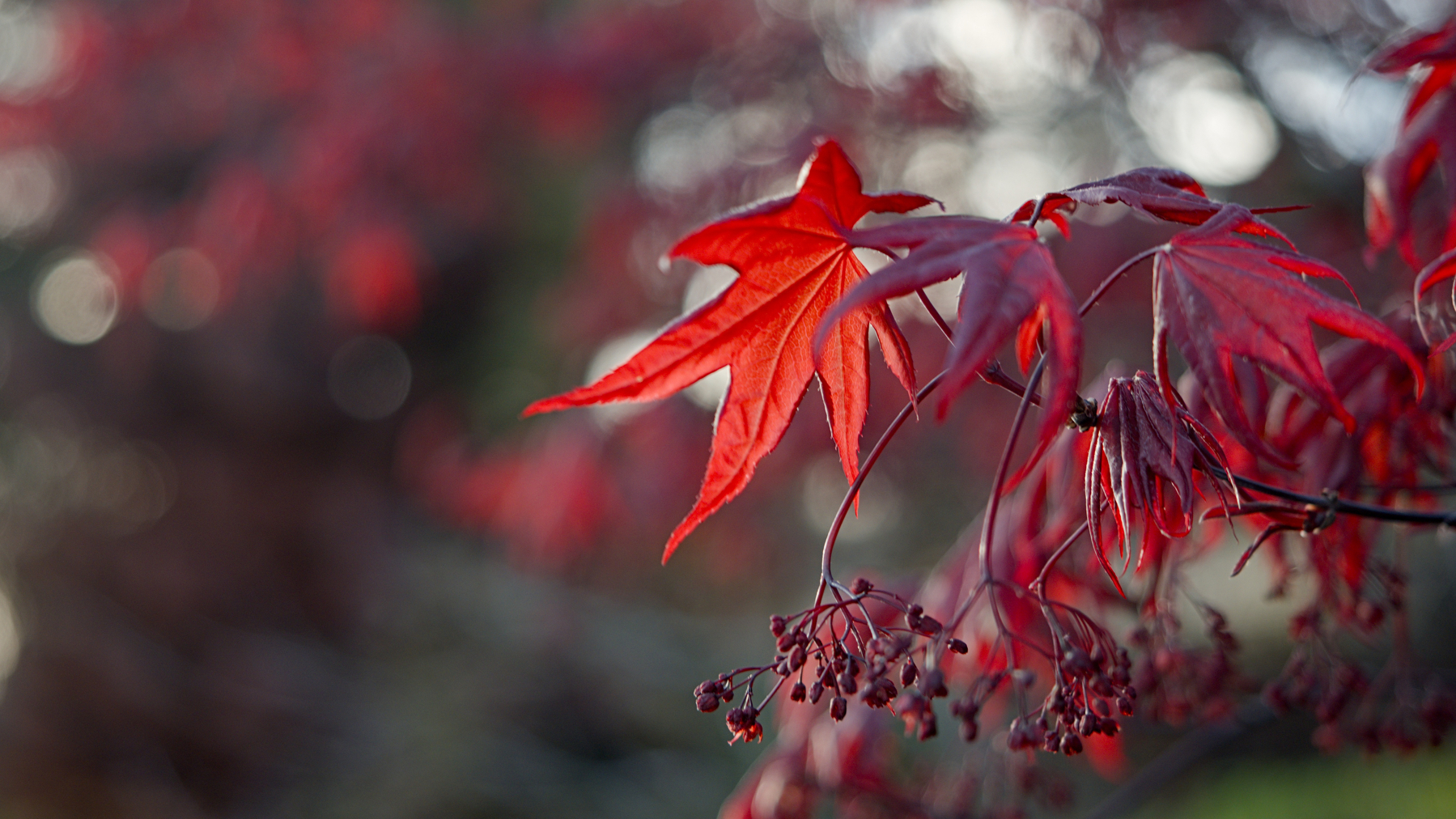 Backlit Japanese Maple leaves