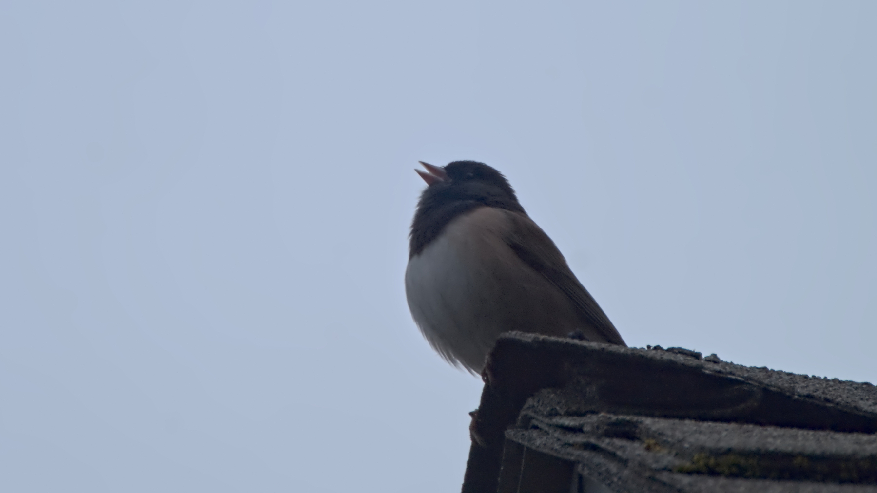 bird on a roof peak