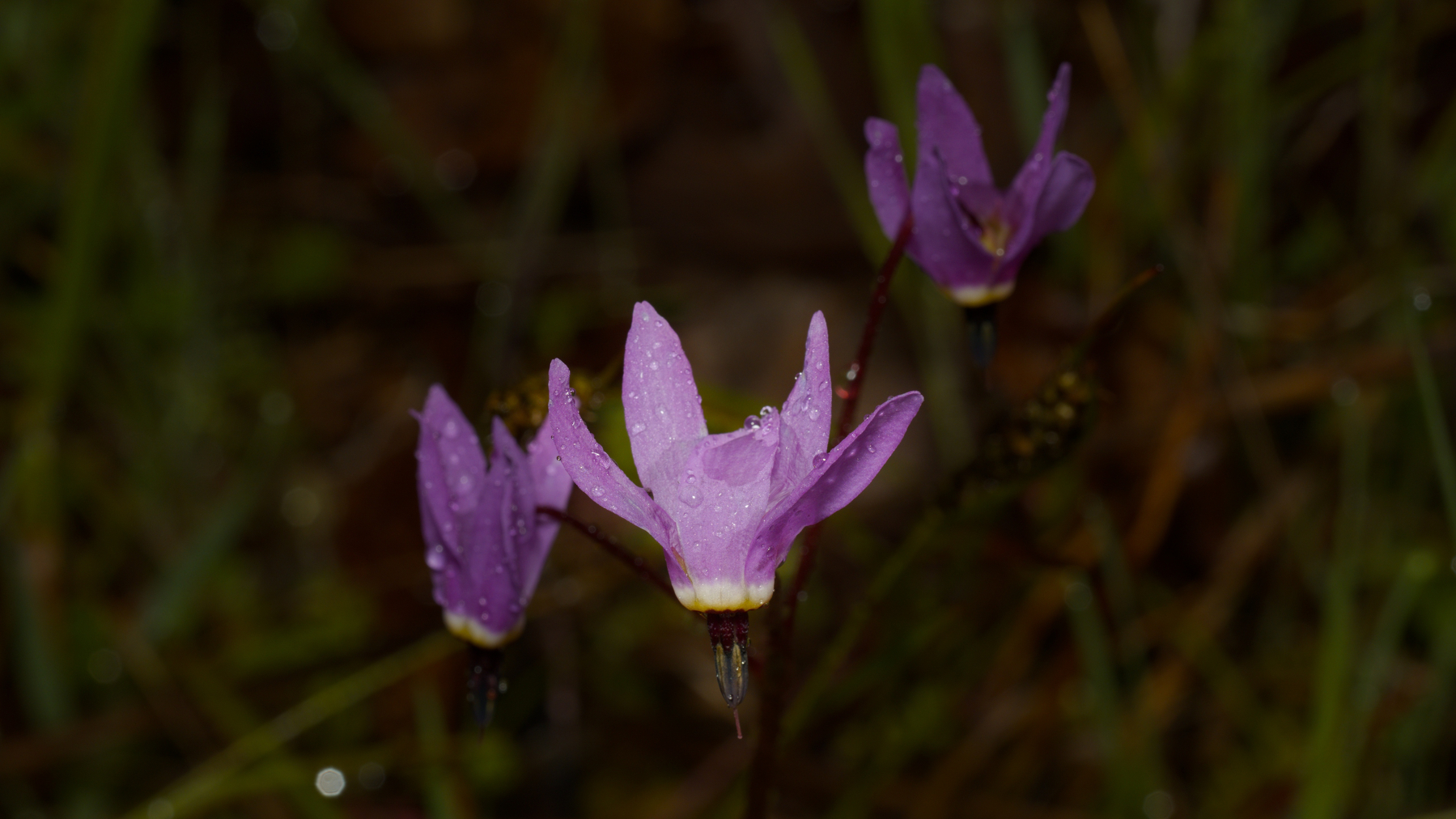 Henderson's Shooting Star flowers