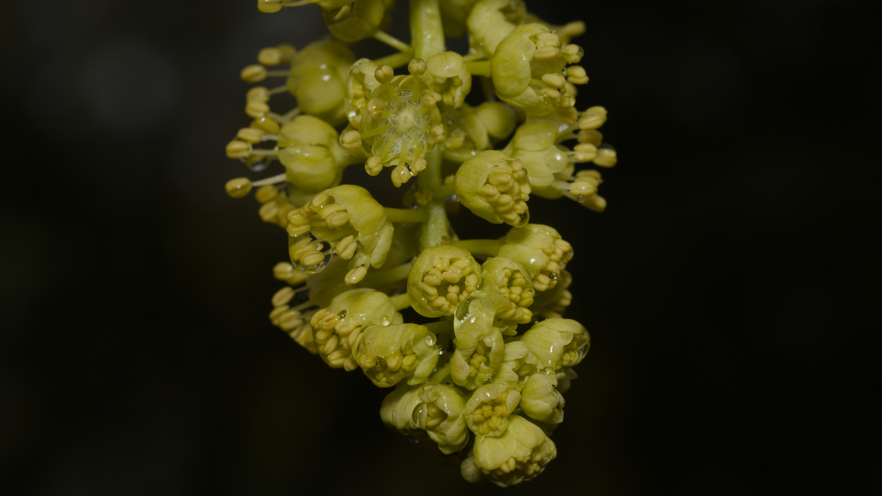 bigleaf maple flower in light rain