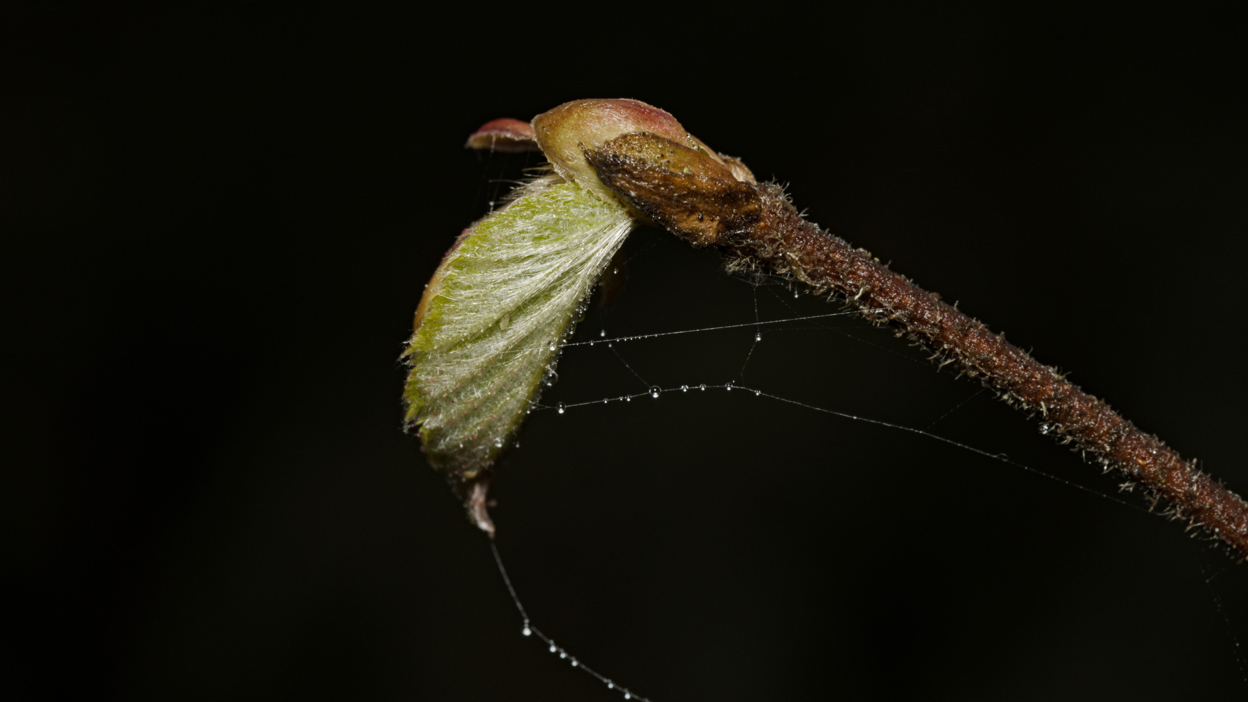 new leaf with tiny web and water droplets