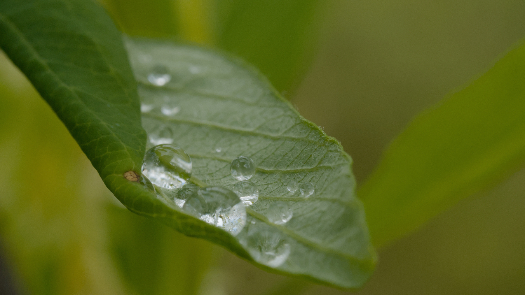 a single leaf with tiny balls of water on it