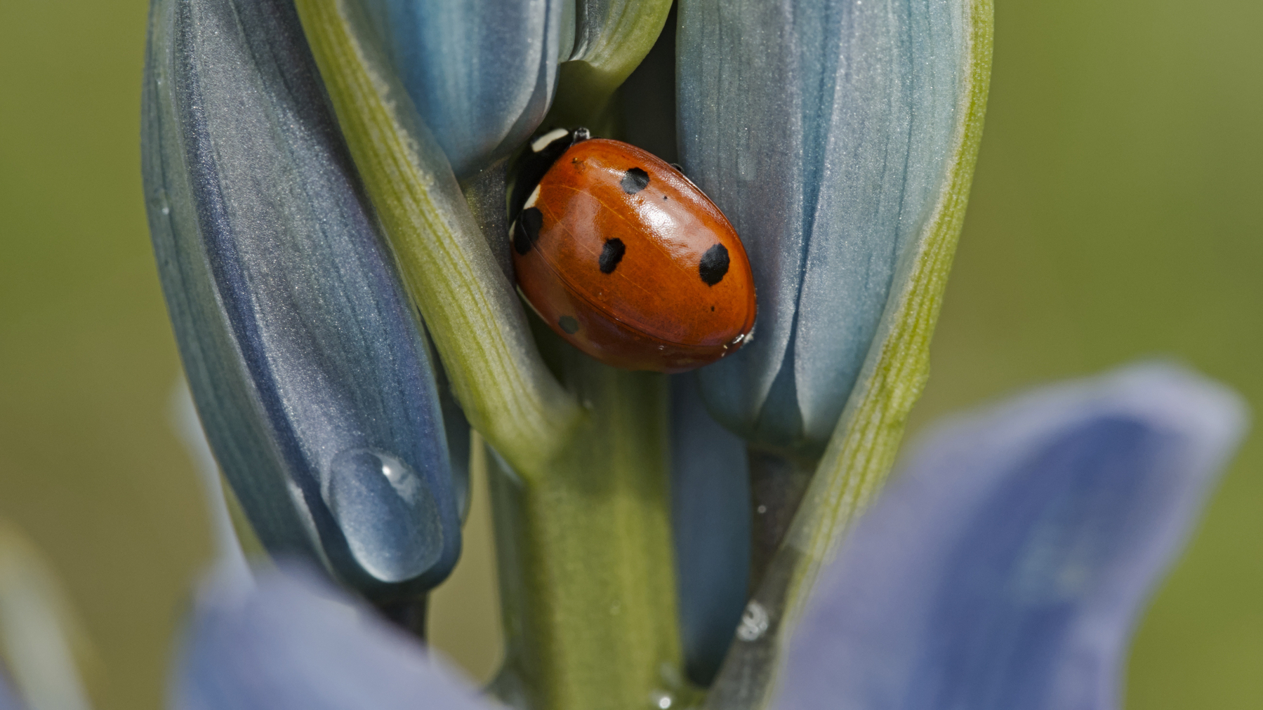 ladybug inside a damp Camas Lily