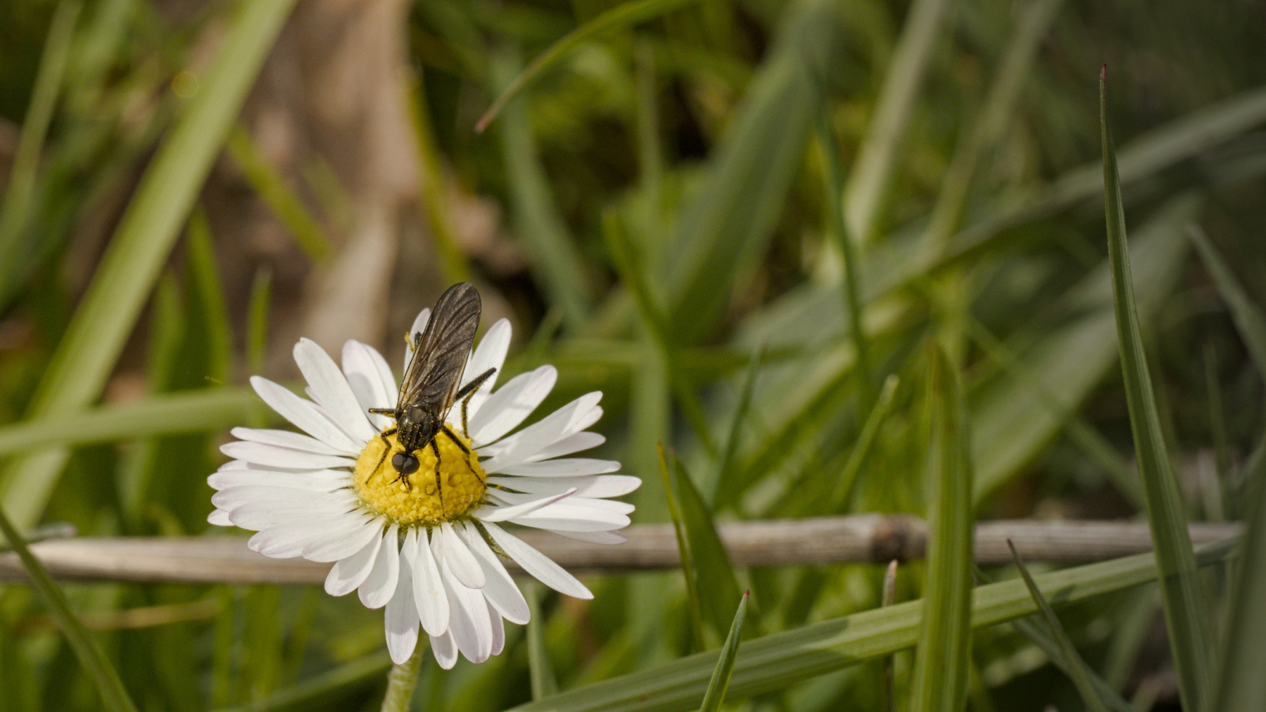 A small fly visits a Shasta Daisy