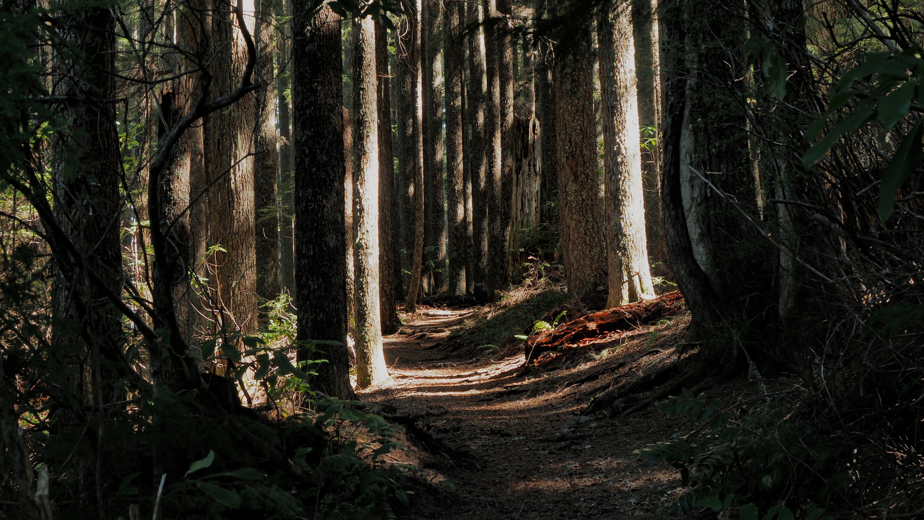 A path through the trees