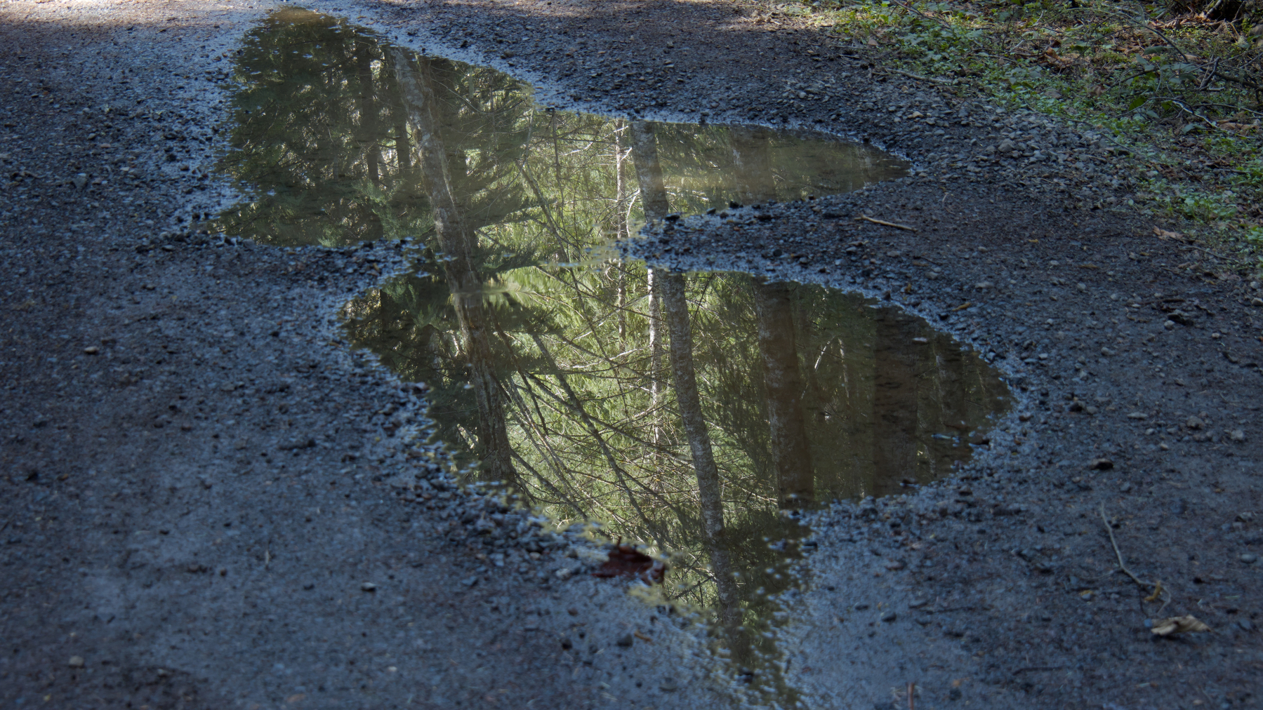 Trees reflected in rain-filled pothole
