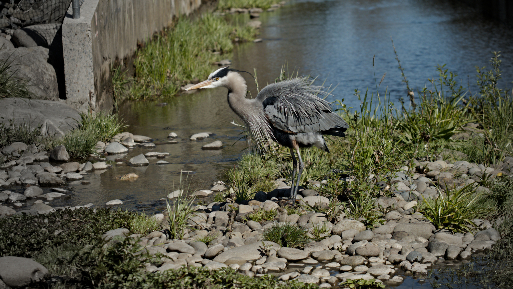 Heron with rocks and water