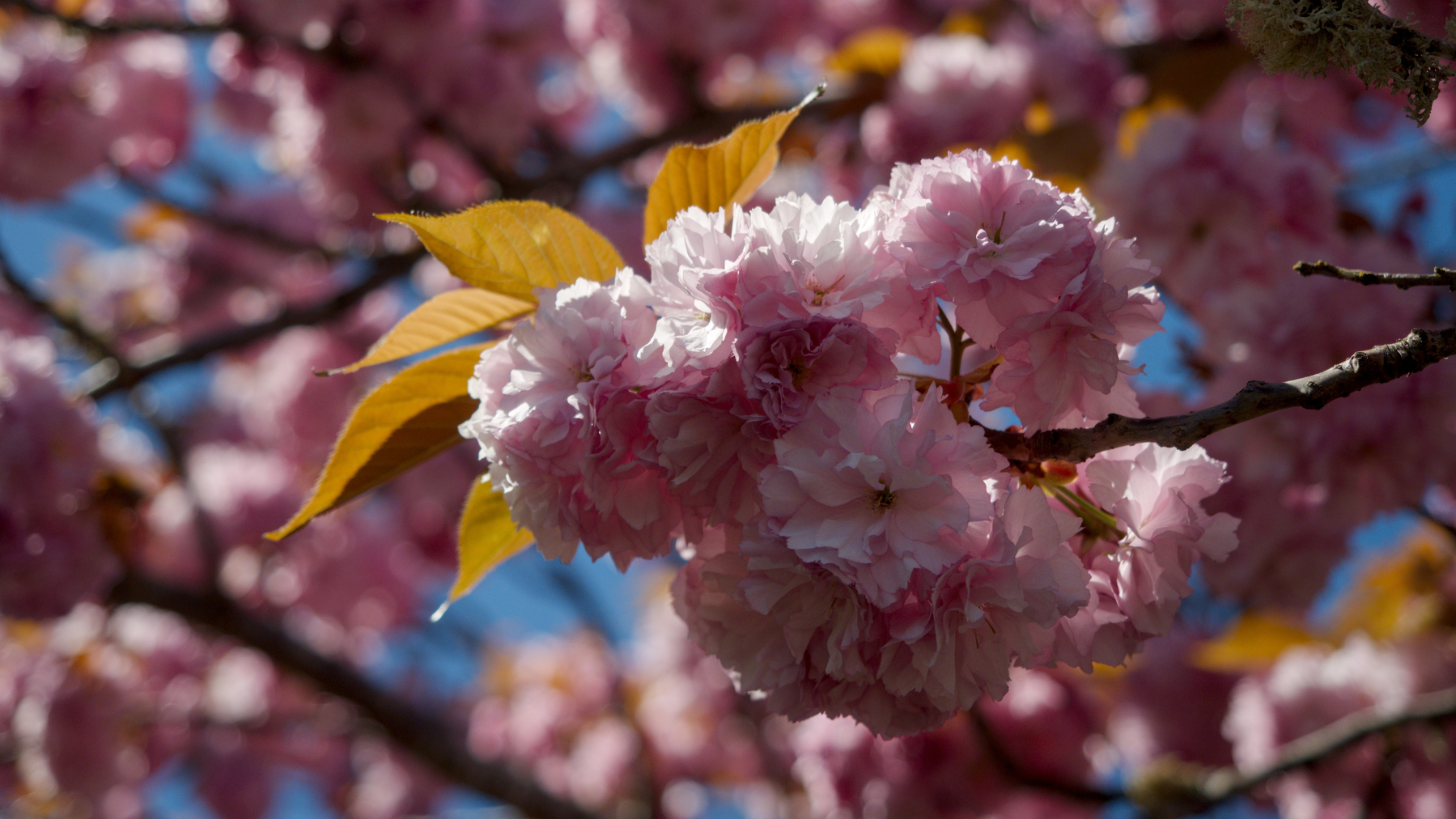 cherry blossoms against a blue sky