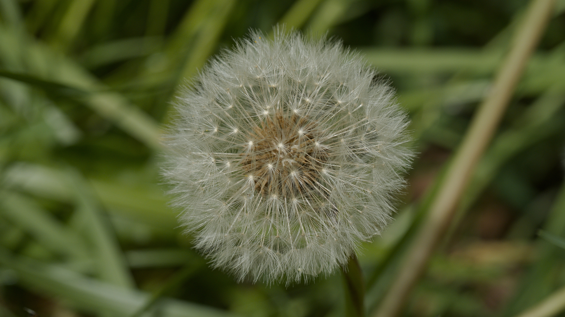 dandelion flower gone to seed
