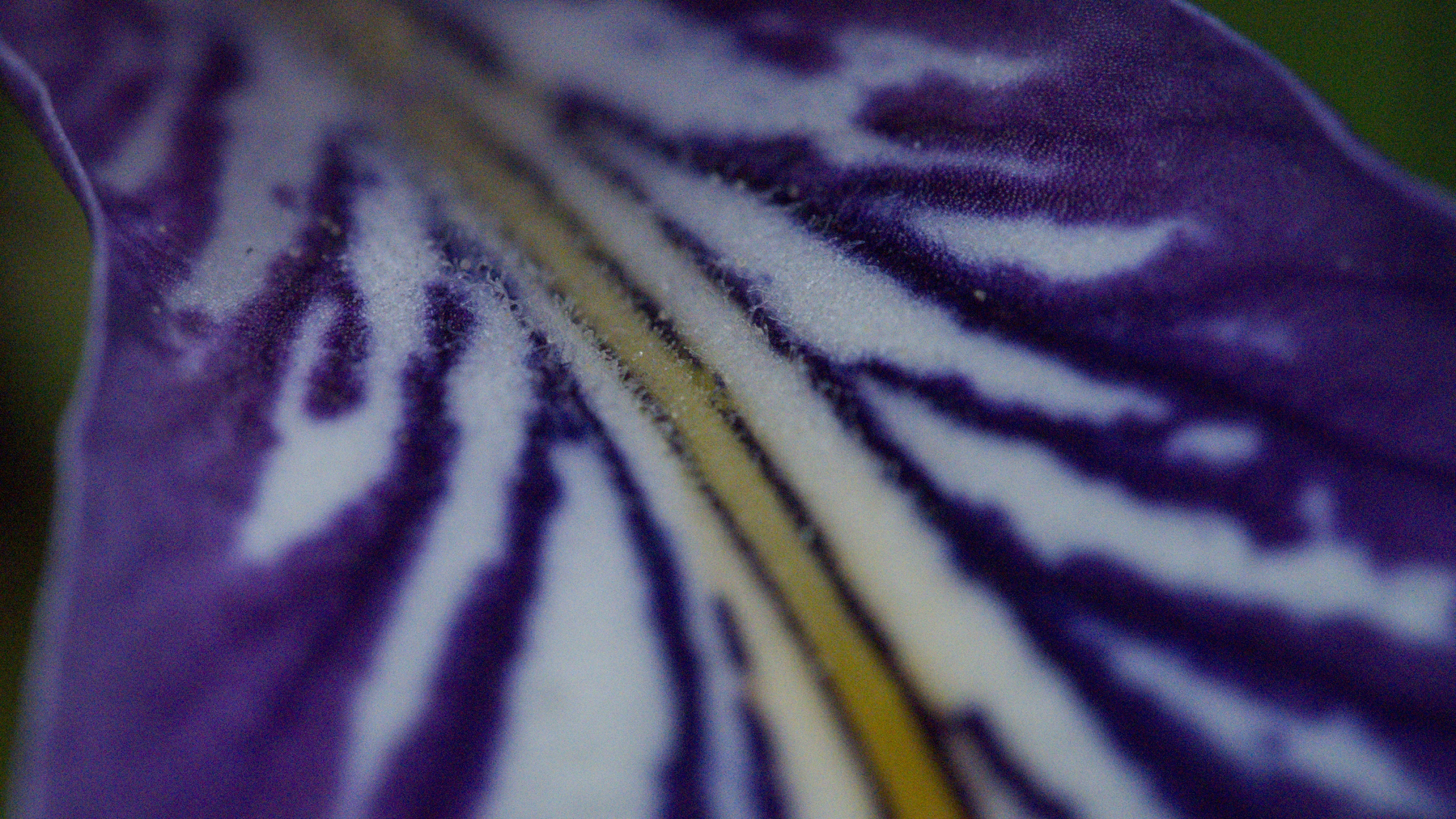 Close-up of an iris petal