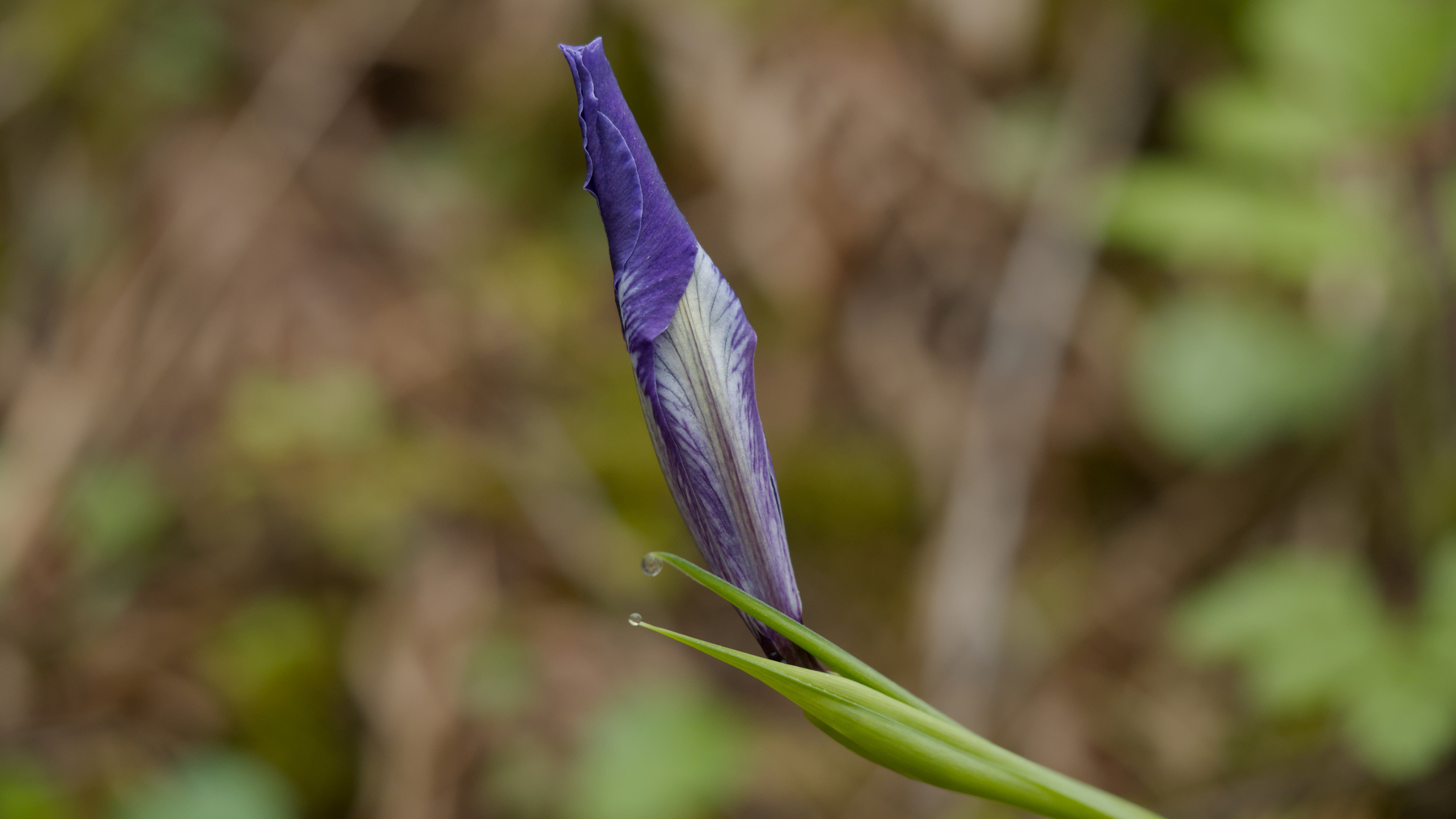 wild iris bud waiting to unfurl