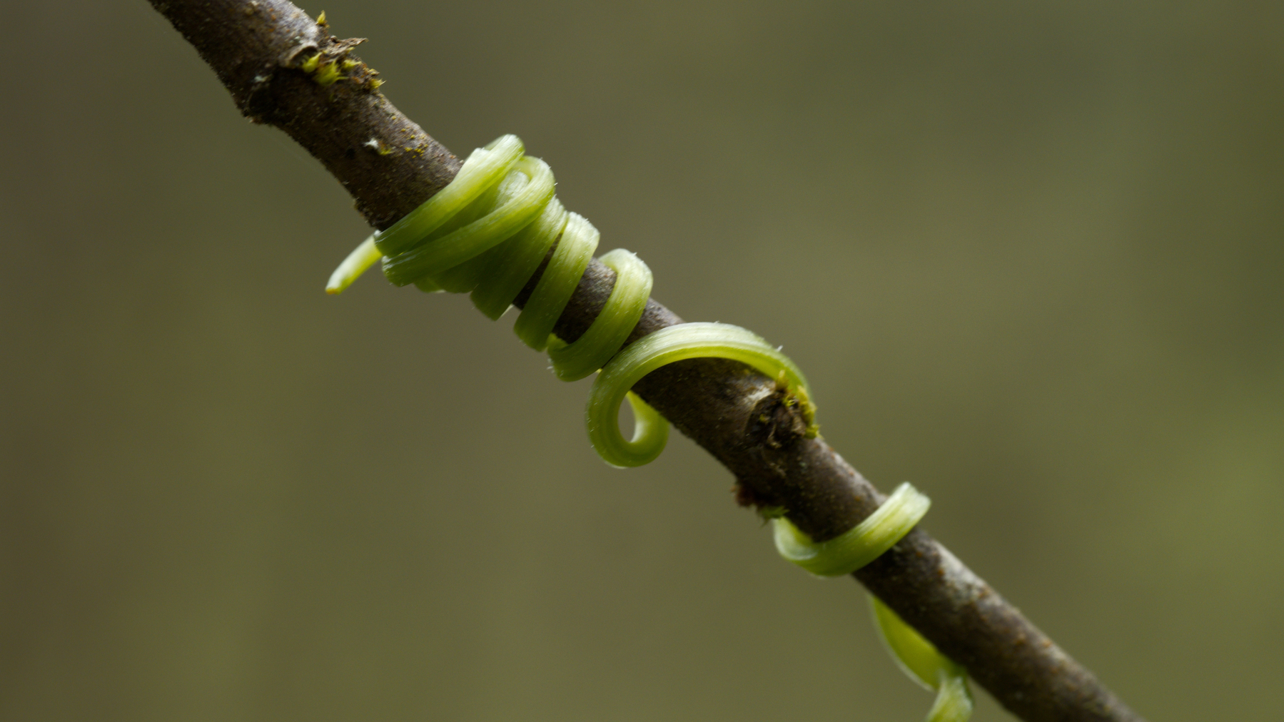 Oregon Manroot tendril