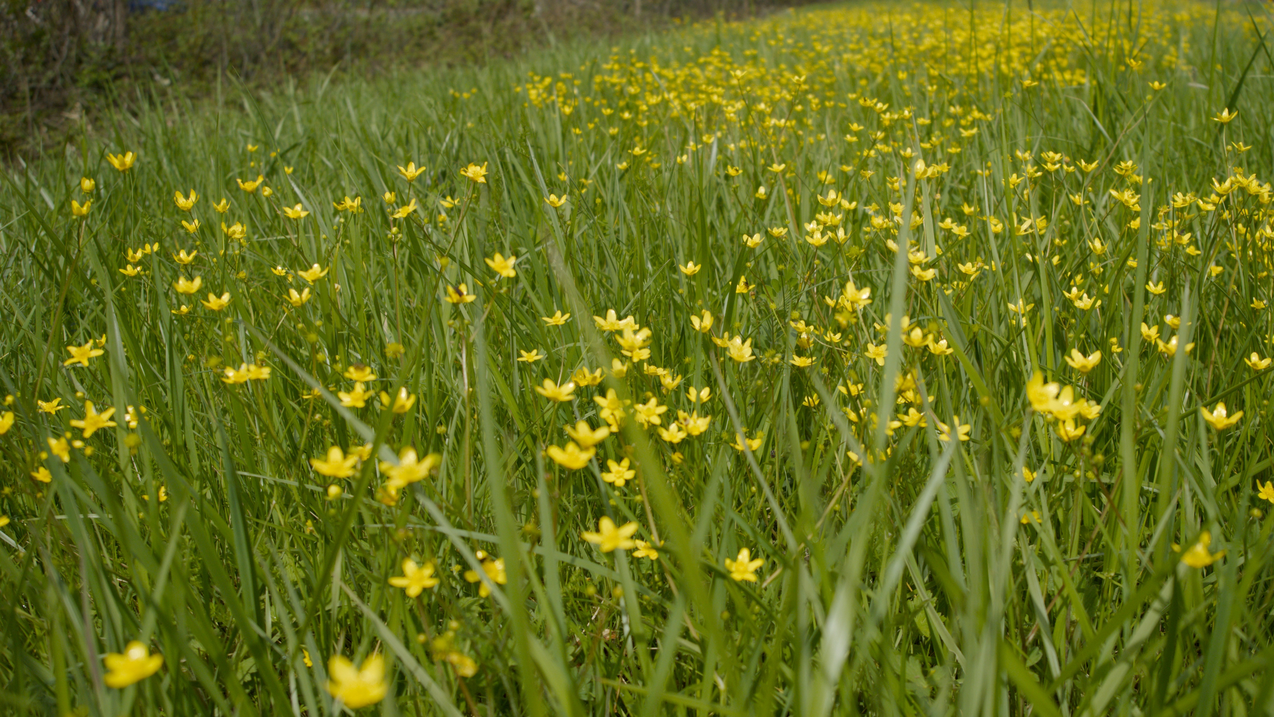 a field of flowers