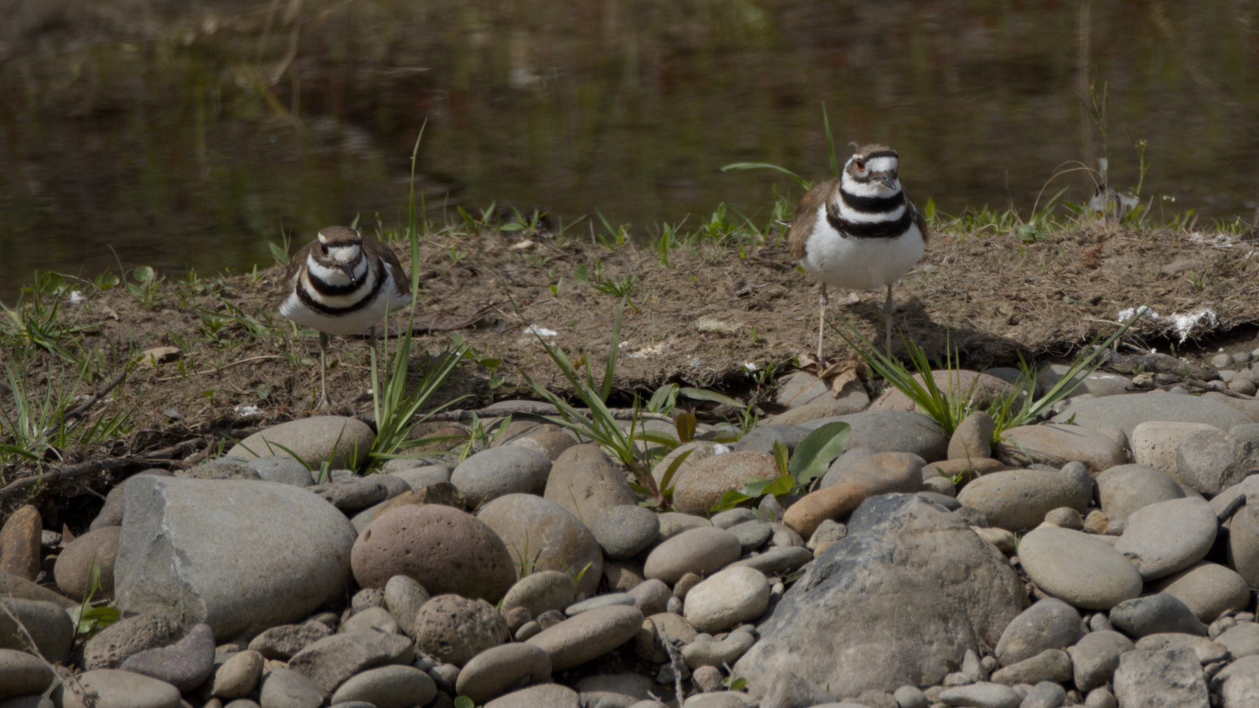 two birds in a rocky stream