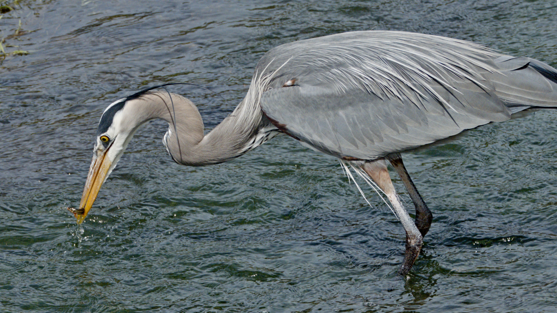 heron standing in water with a fish in its beak