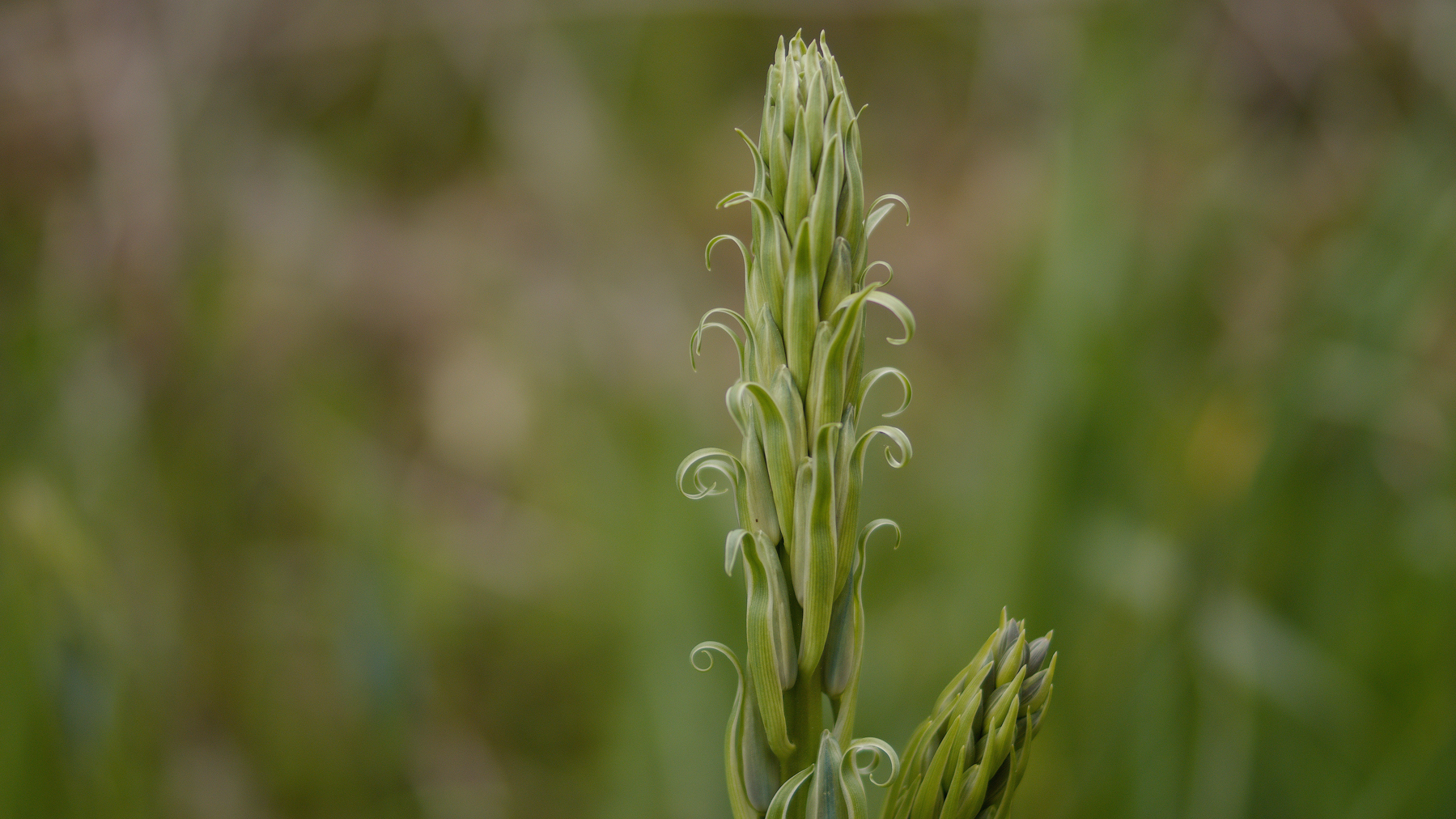 green buds against a blurry green background