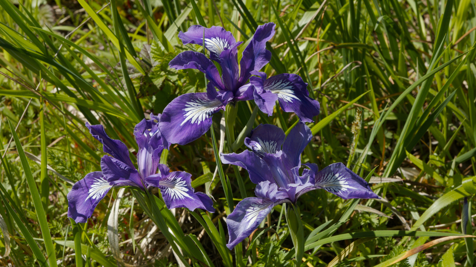 three wild iris blossoms
