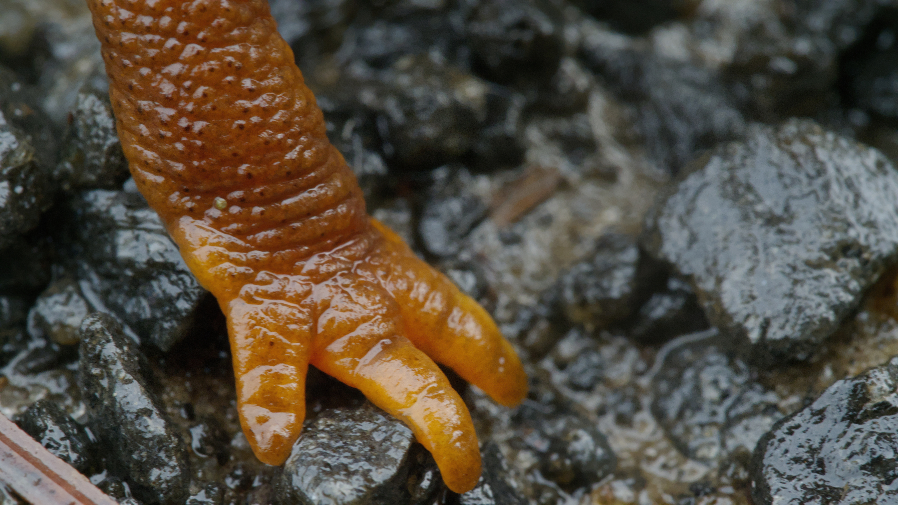 close-up shot of newt toes