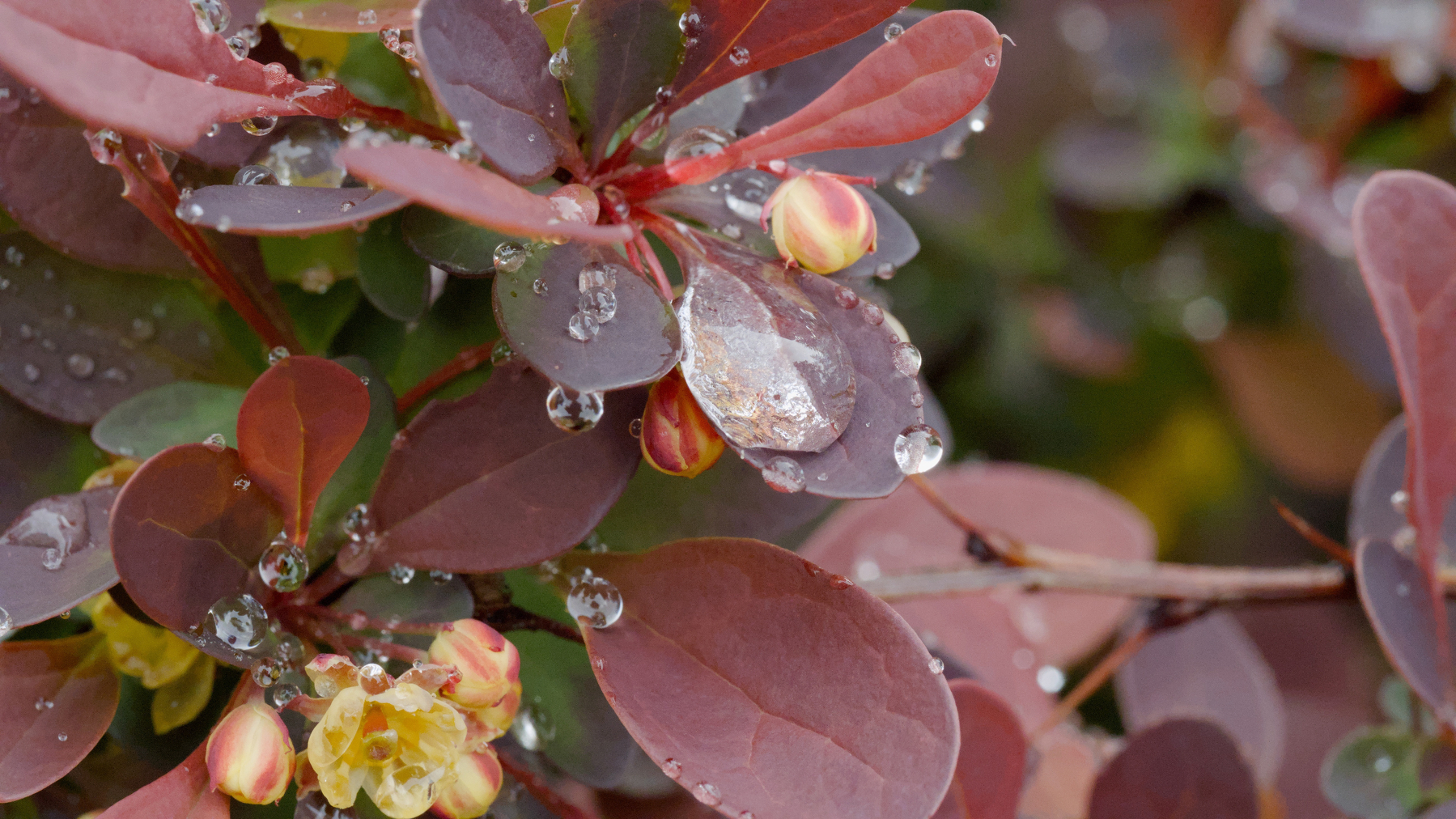 leaves and flowers with water droplets